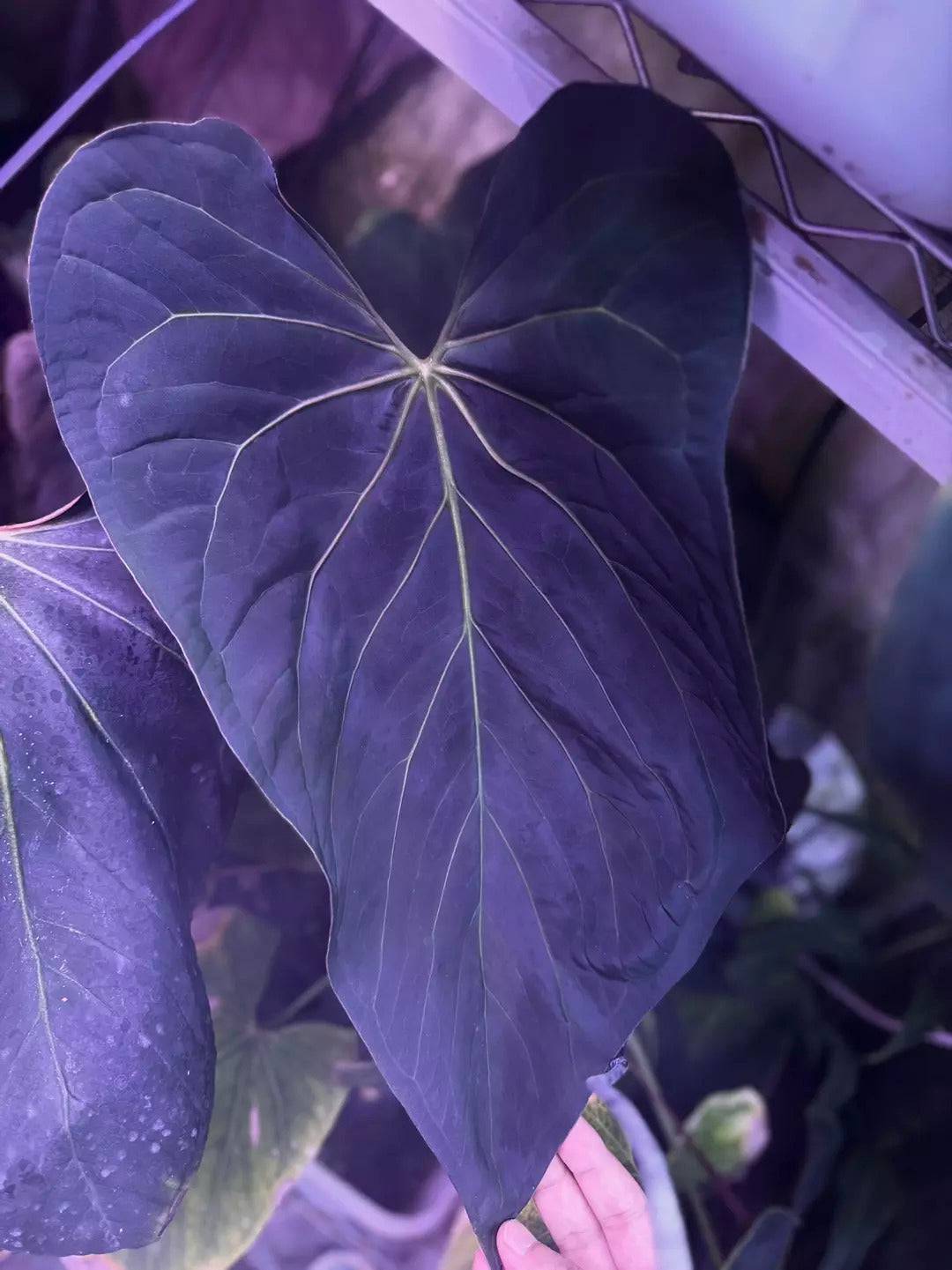 Anthurium ‘Vein Blade’ - SMUKHI