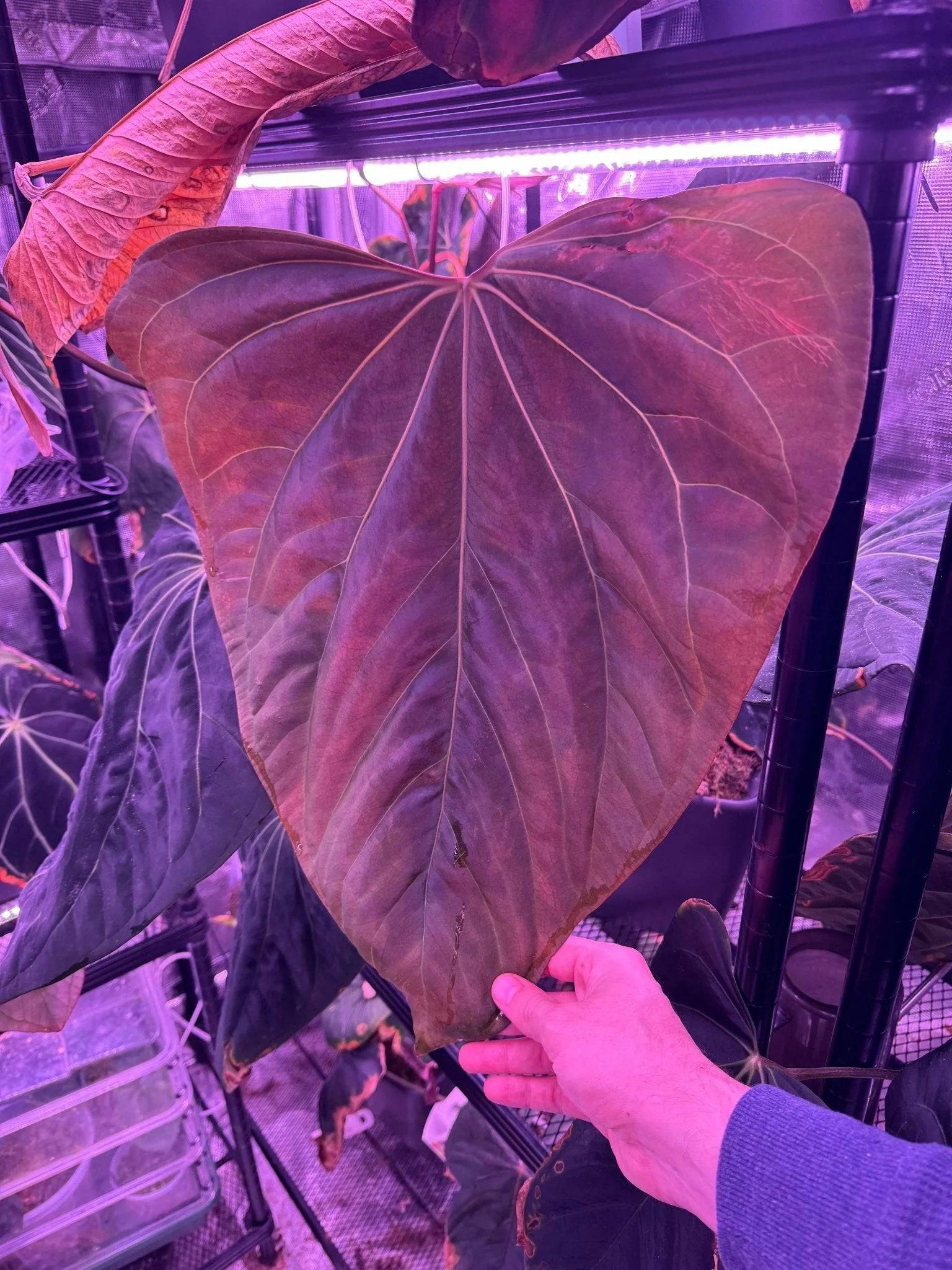 Anthurium Tim Anderson ‘Stripey’ x Portillae ‘Dorito’ plant from Granthuriums, showing vibrant striped leaves and lush foliage.