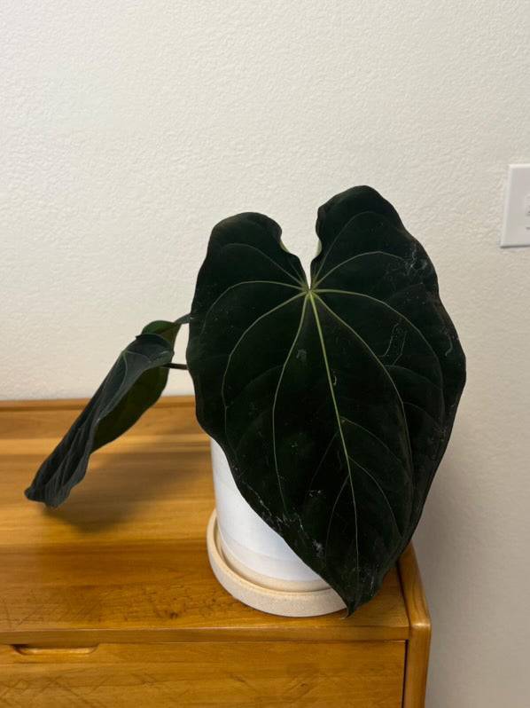 Anthurium (Dressleri x Carlablackiae) x Carlablackiae (RA5 x RA10) - SMUKHI