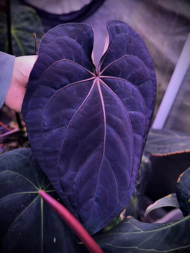Anthurium (Kunayalense PM7 x Papillilaminum 'Swamp Bunny') x (Dressleri F2 x Carlablackiae 'Amanda')