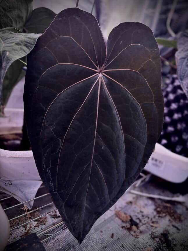Anthurium (Kunayalense PM7 x Papillilaminum 'Swamp Bunny') x (Dressleri F2 x Carlablackiae 'Amanda')
