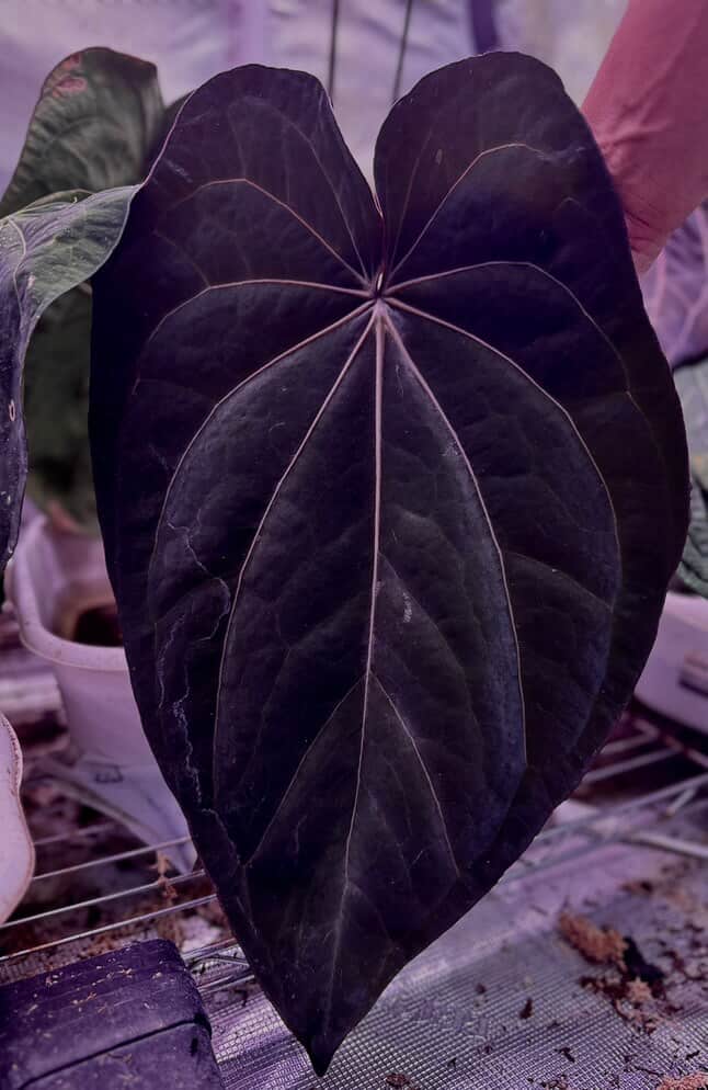 Anthurium (Kunayalense PM7 x Papillilaminum 'Swamp Bunny') x (Dressleri F2 x Carlablackiae 'Amanda')