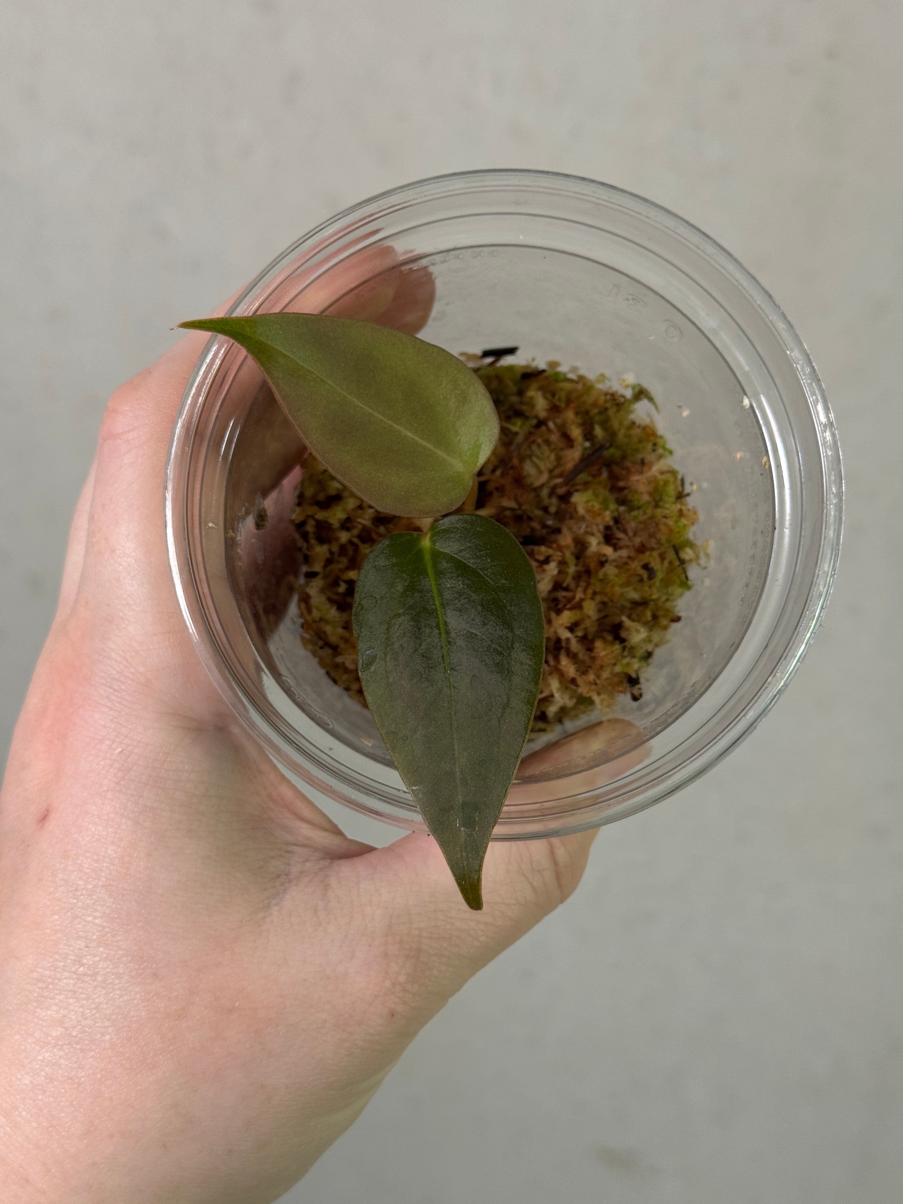 SMUKHI Anthurium Papillilaminum XOne x Indo Portillae clone plant with lush green leaves and vibrant foliage.