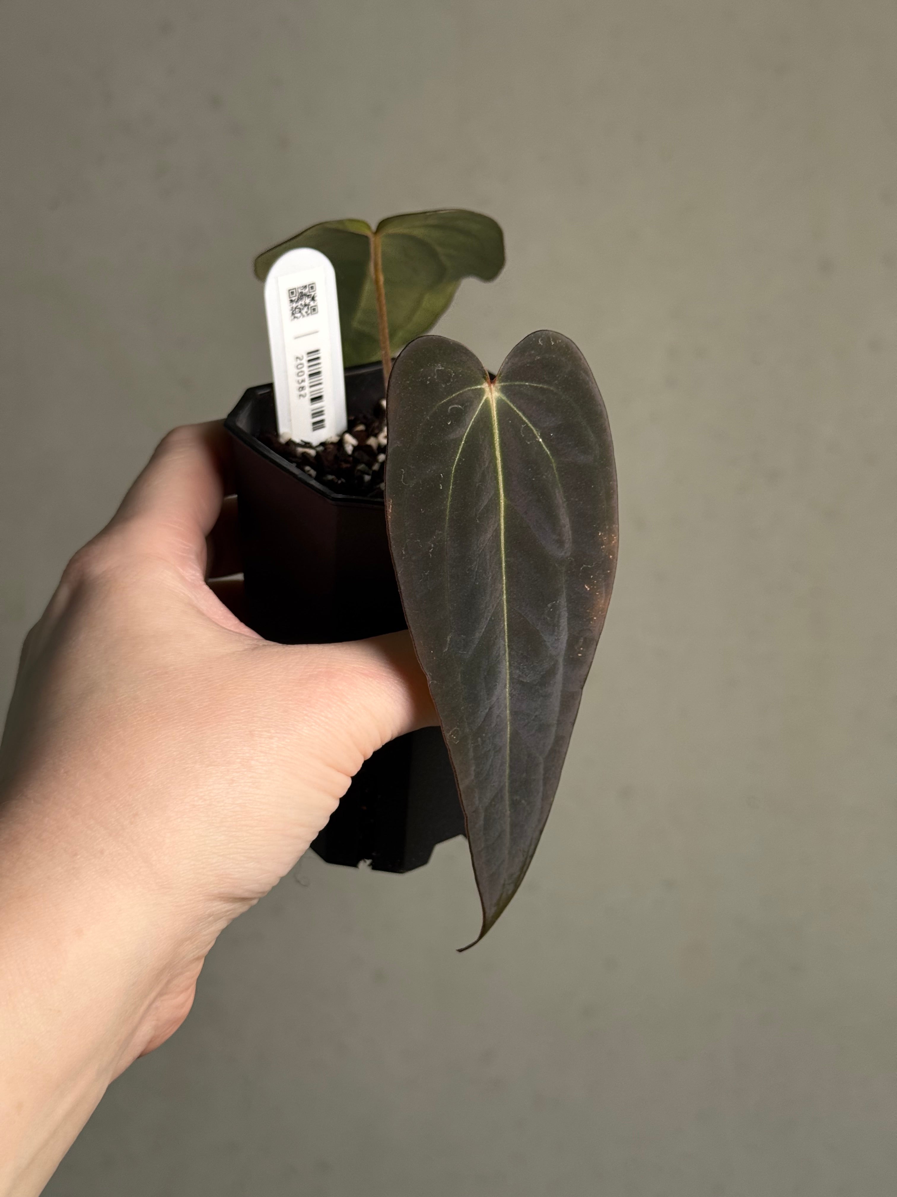 Anthurium Dark & Handsome '9' x Red Velvet Cake '24' - Clone - Pre-order - SMUKHI