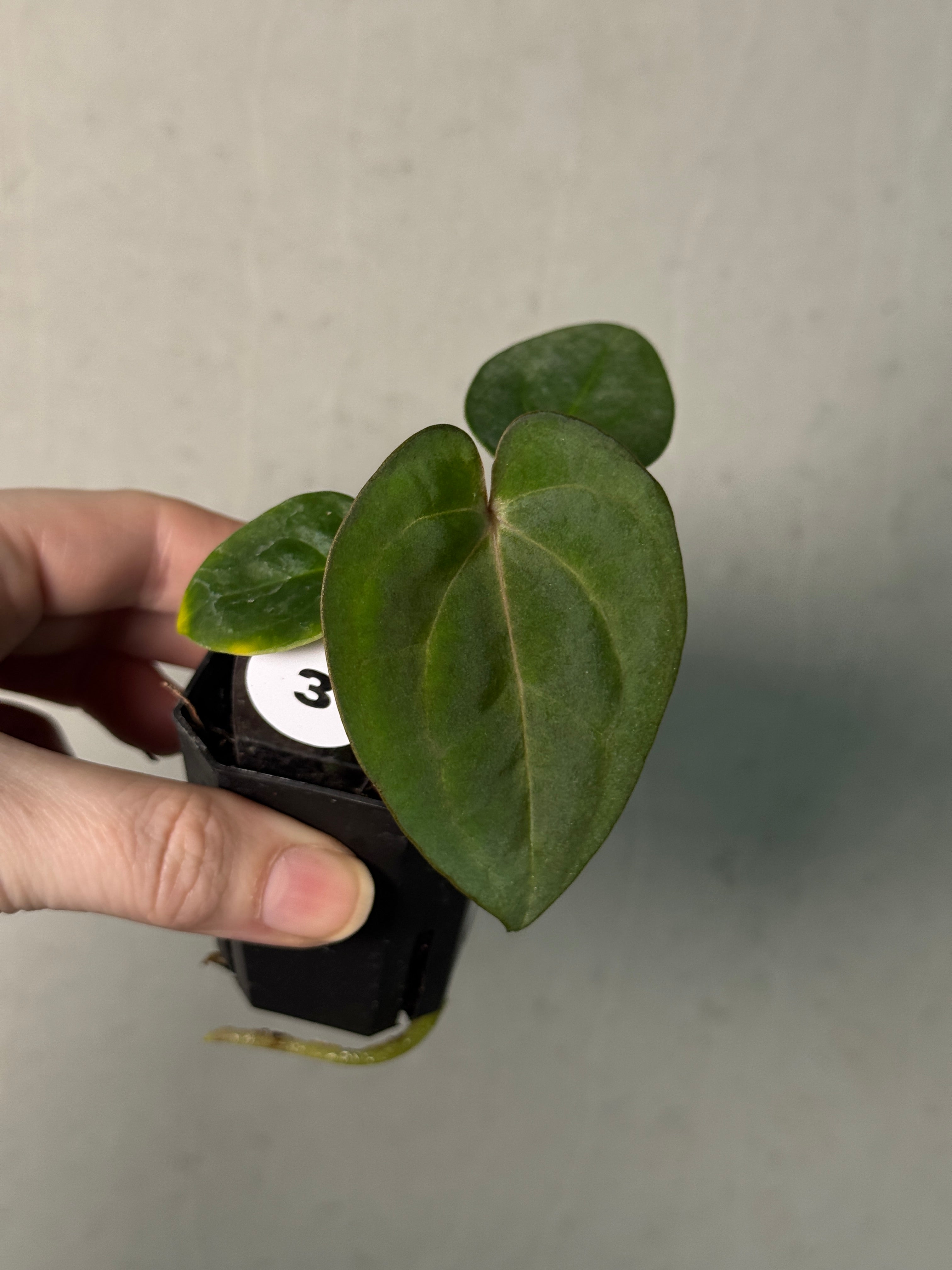 Anthurium Carlablackiae (RA5 x RA10) x (Dressleri RG F2 x Carlablackiae ‘Amanda’) - SMUKHI