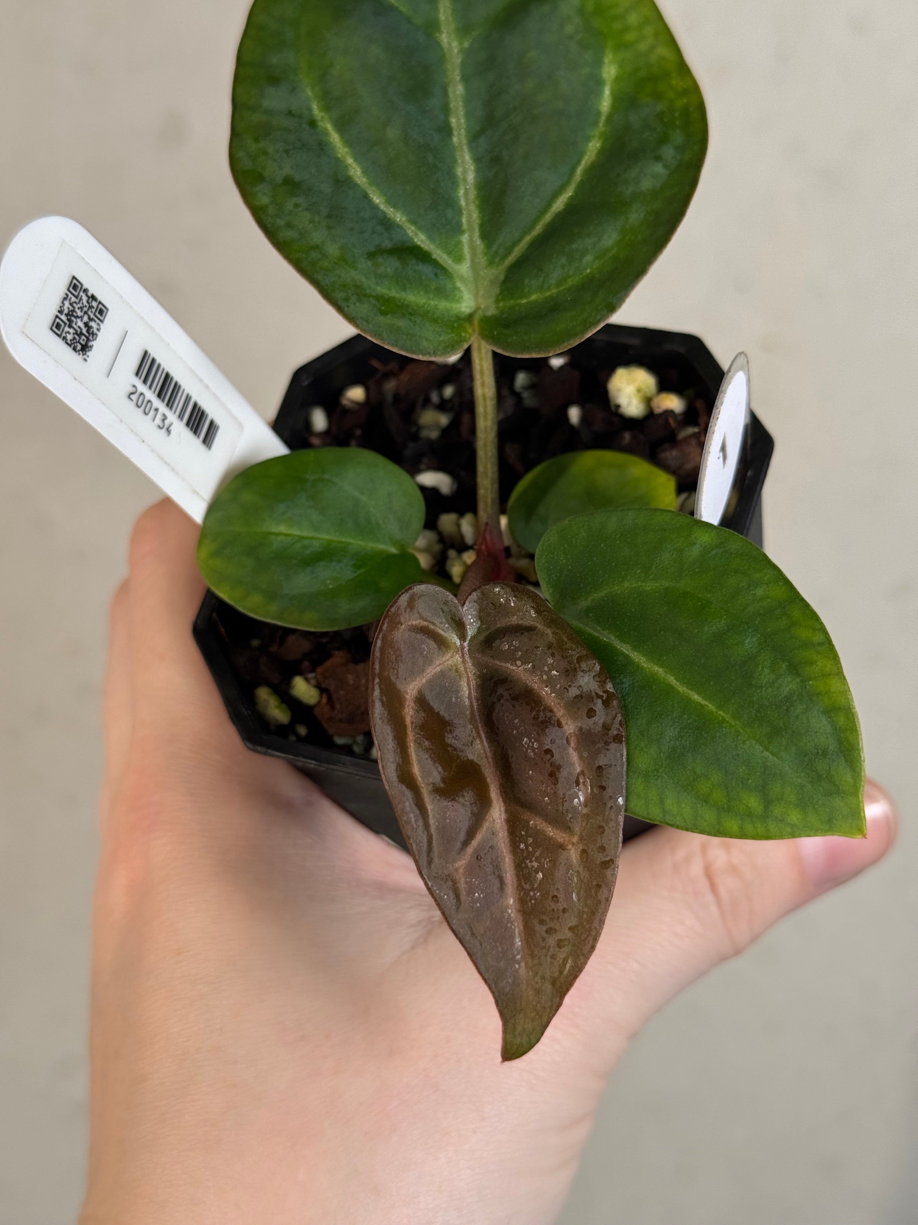 Anthurium (Carlablackiae WU1 x self) x (Black Widow x Red Velvet Cake)