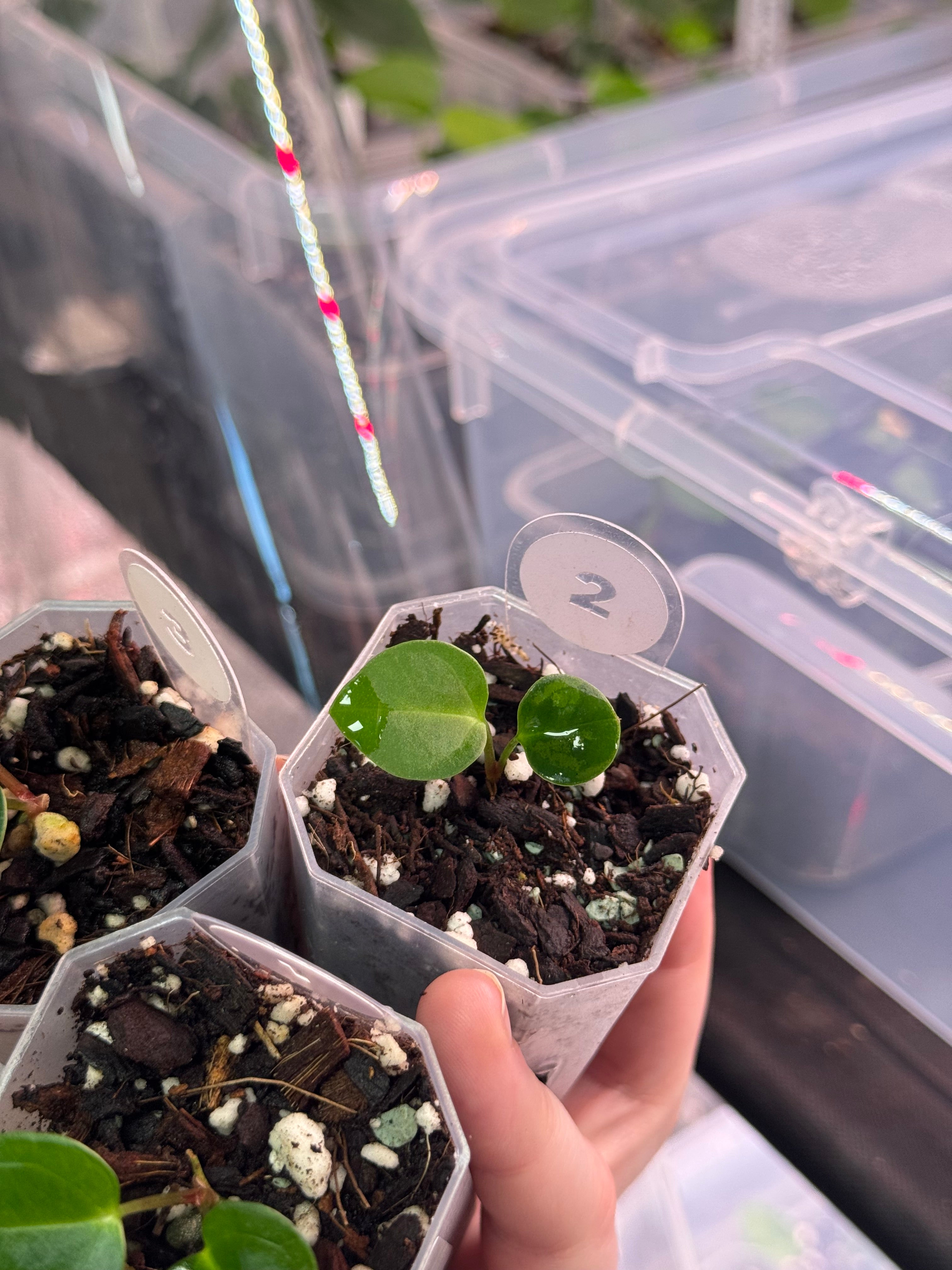 Anthurium Carlablackiae PM2 x PM1