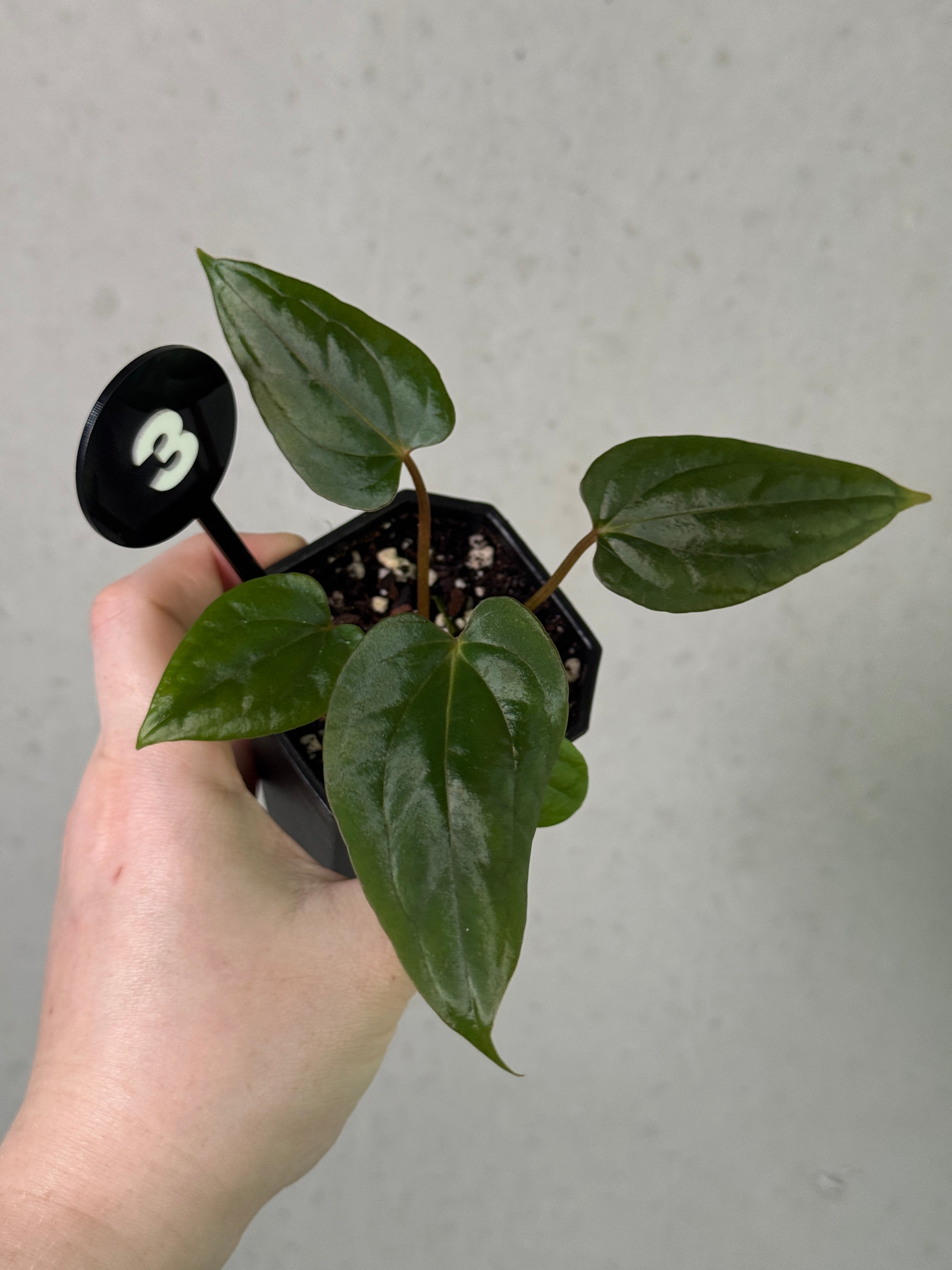 Crystallinaminum Anthurium 'Widowmaker' plant with glossy green leaves and vibrant spathes, showcasing unique hybrid foliage.