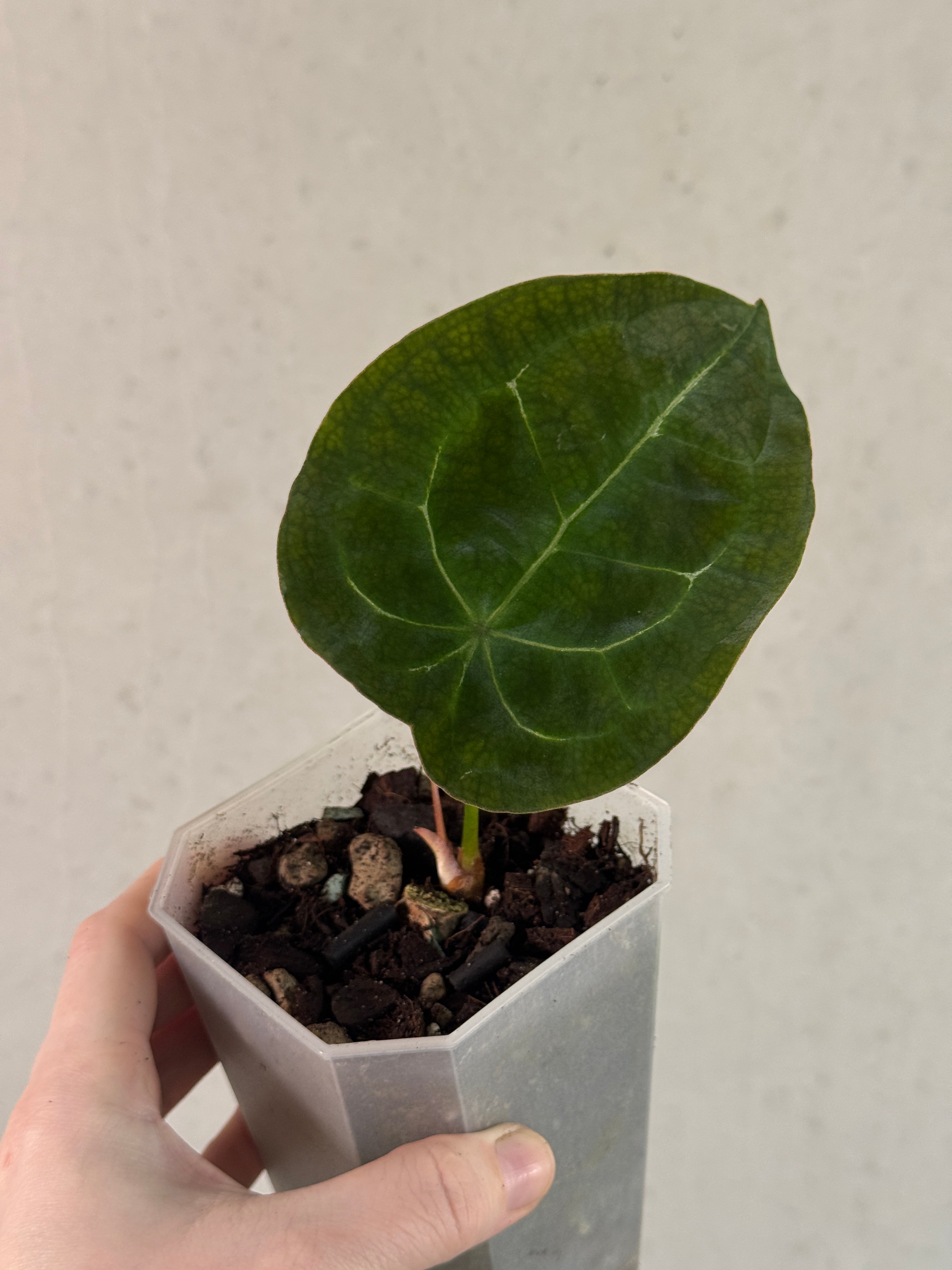 Anthurium Forgetii Silver/White Stripes