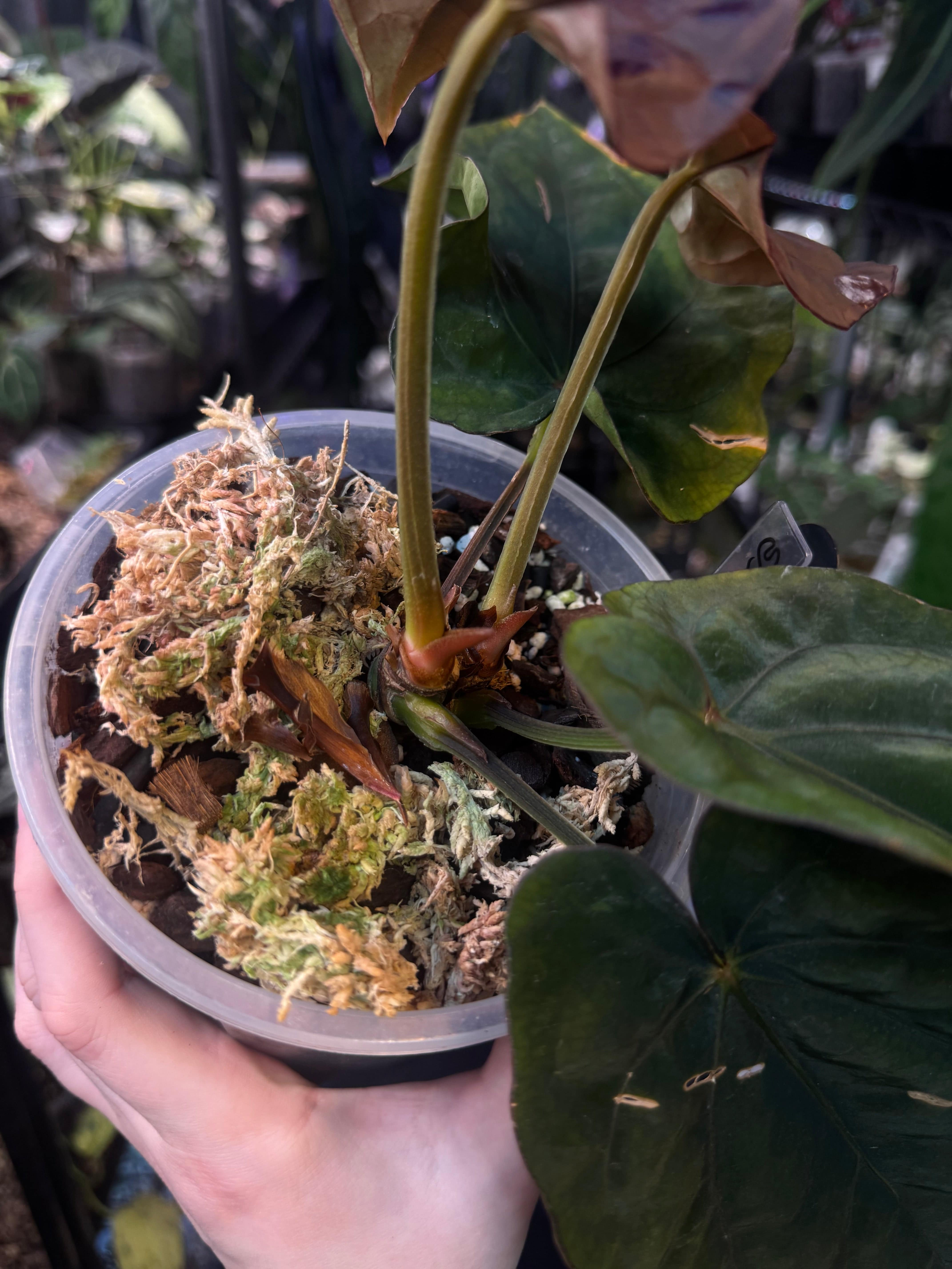 NFS: Anthurium Dressleri 'Windy' x RG F2 - SMUKHI