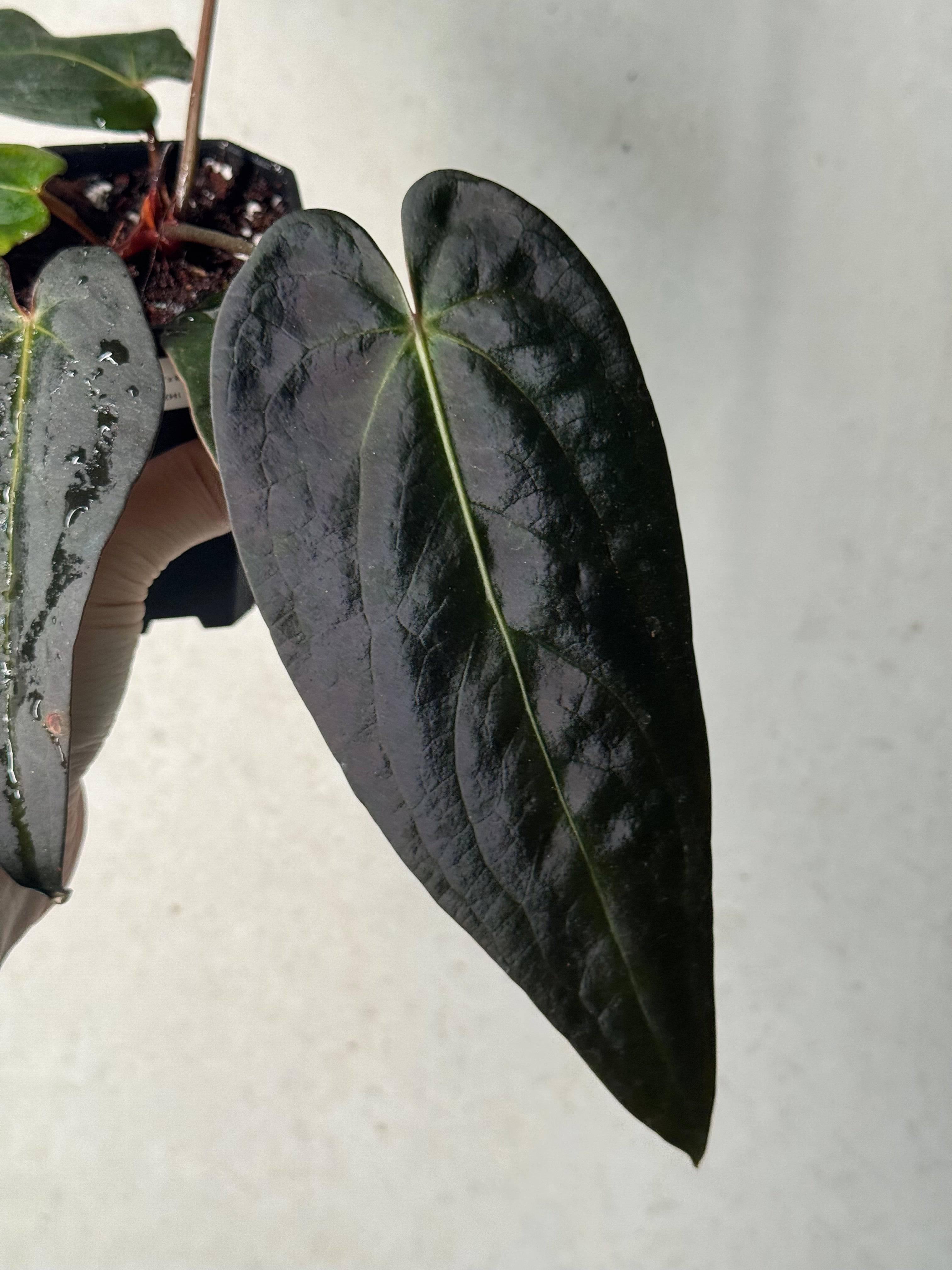 Anthurium DocBlock Dark & Handsome '9' x Red Velvet Cake '24' - SMUKHI