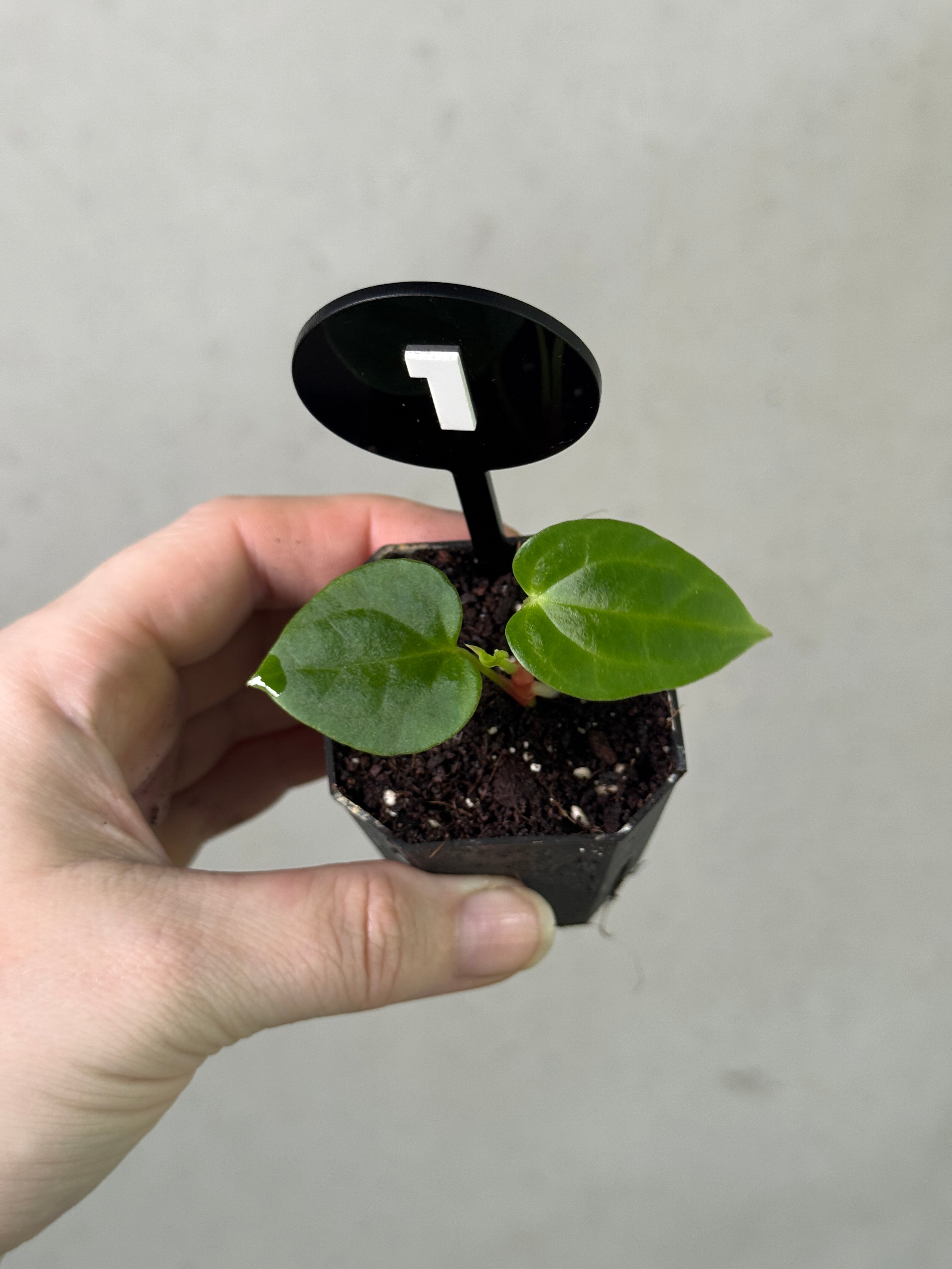 Anthurium Fort Sherman S1 x BVEP ('Round' x RA1)