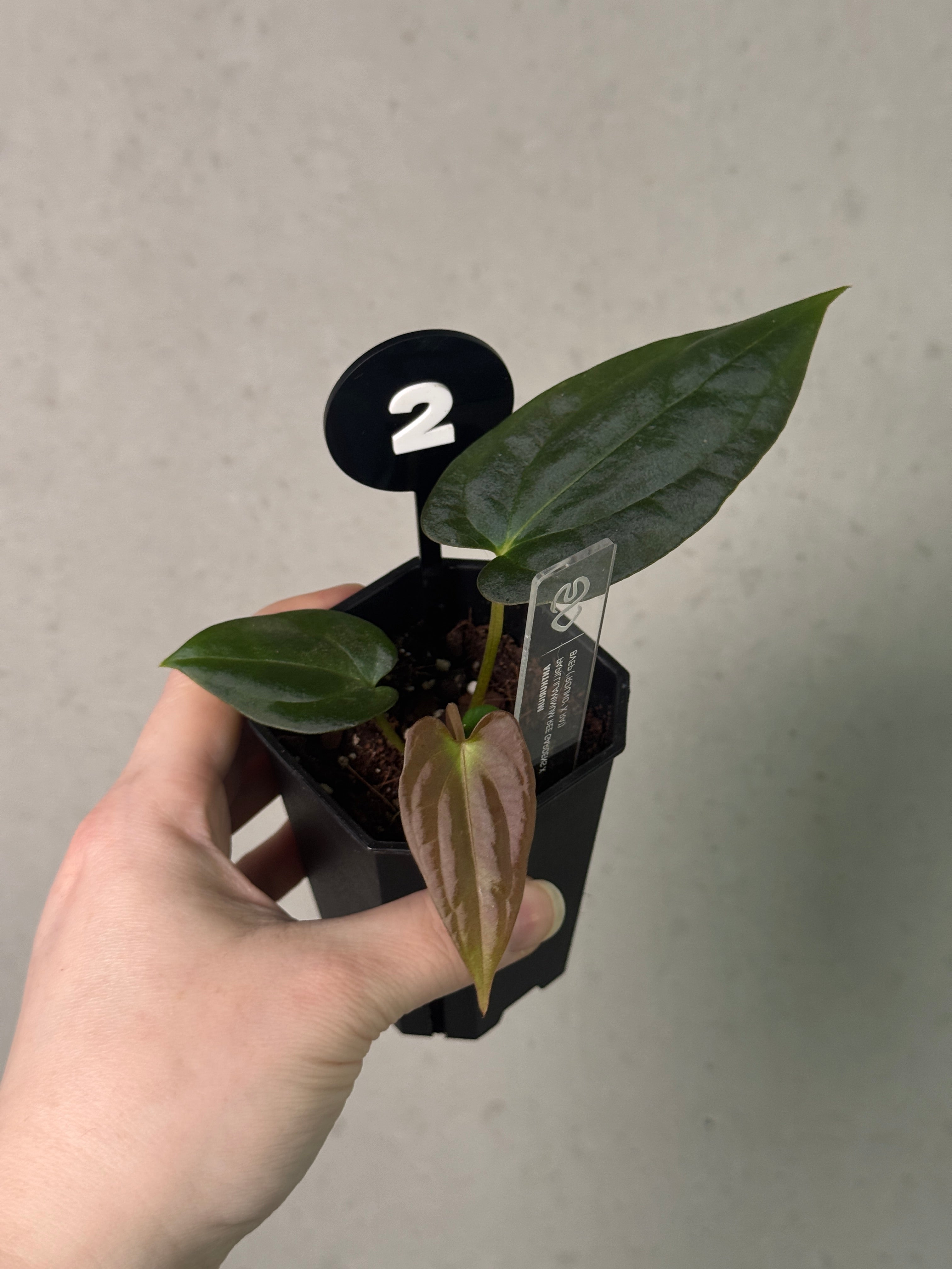 Anthurium Papillilaminum Ree Gardens x BVEP (‘Round’ x RA1)