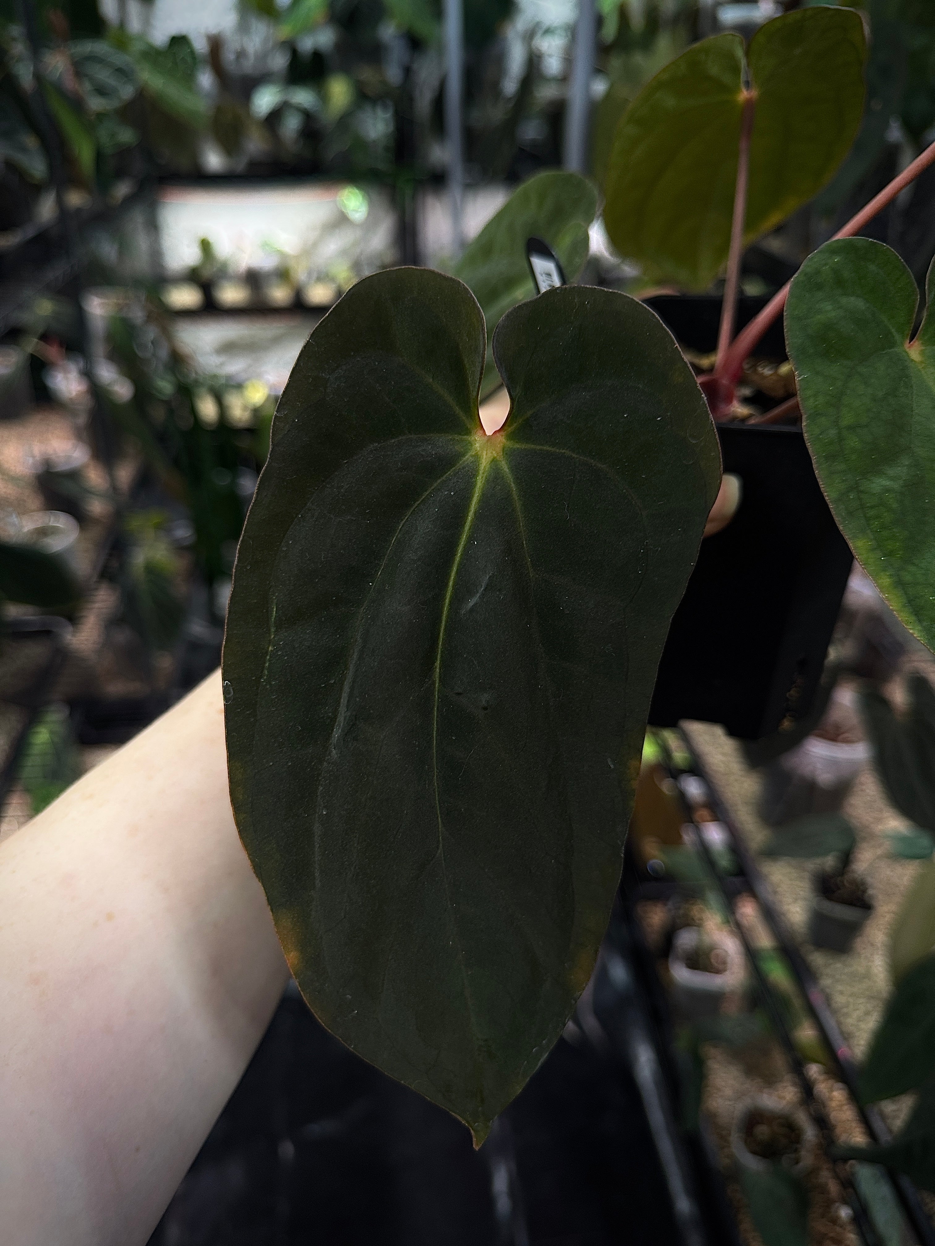 NFS: Anthurium BVEP 'Round' x 'Felix'