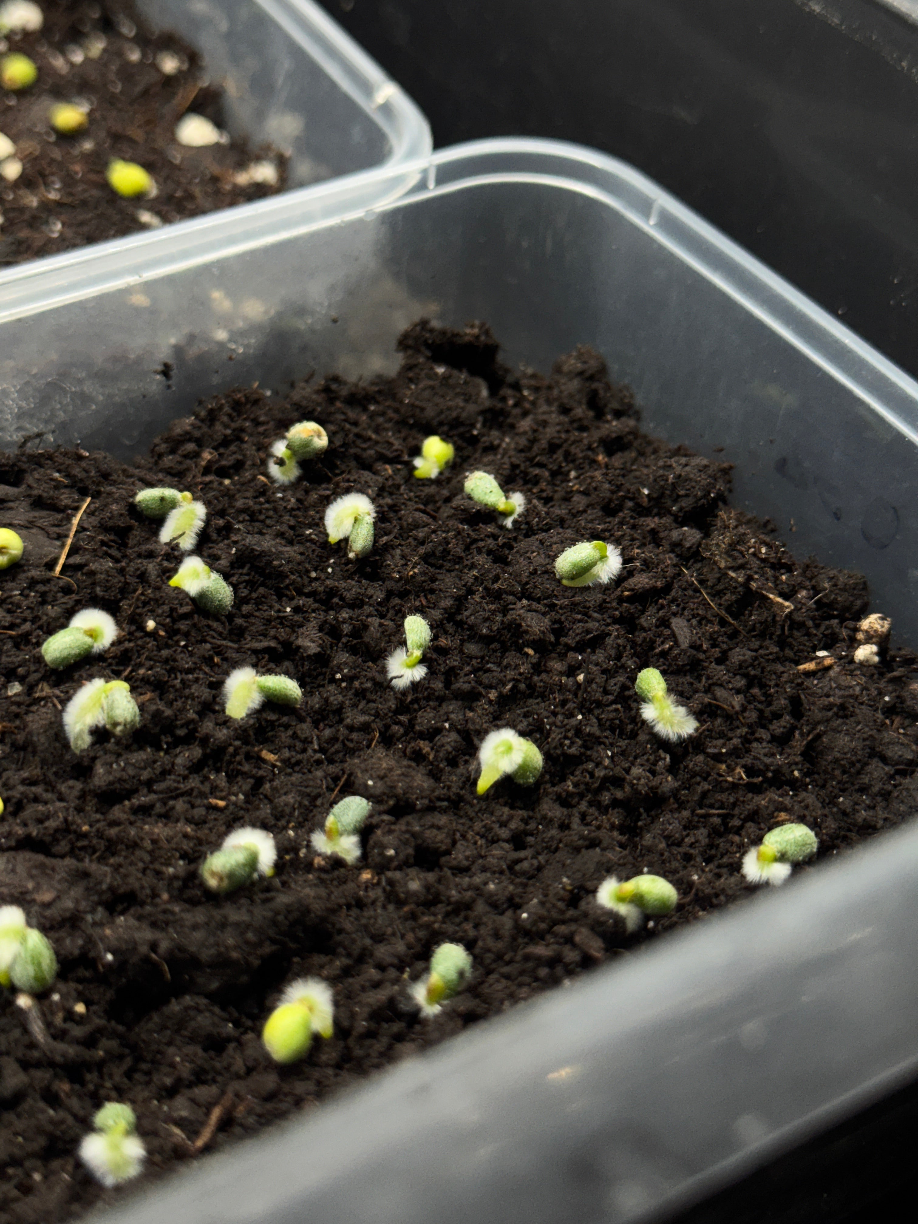 Anthurium Fort Sherman S1 x BVEP ('Round' x RA1)