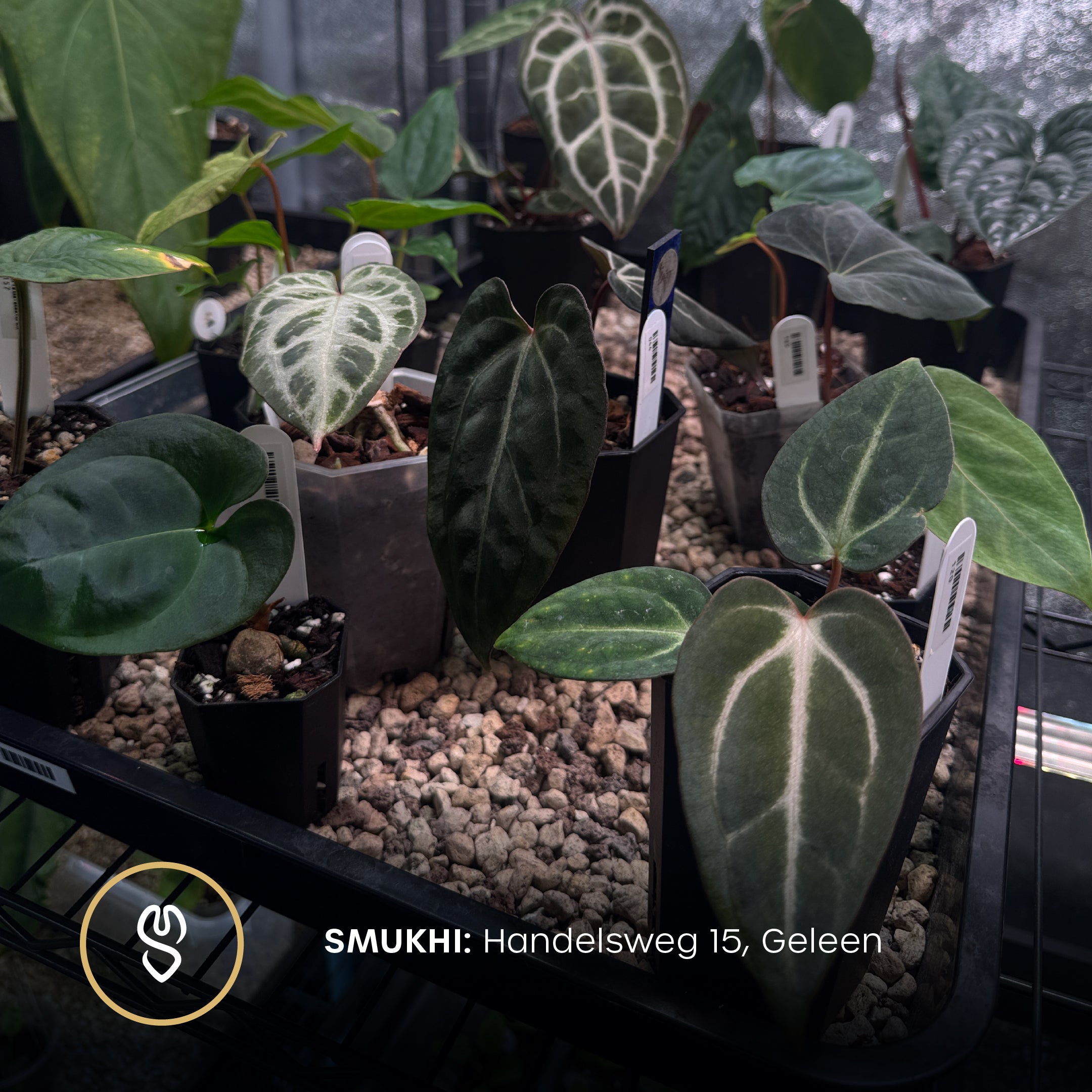 Open House - Free Entry Ticket