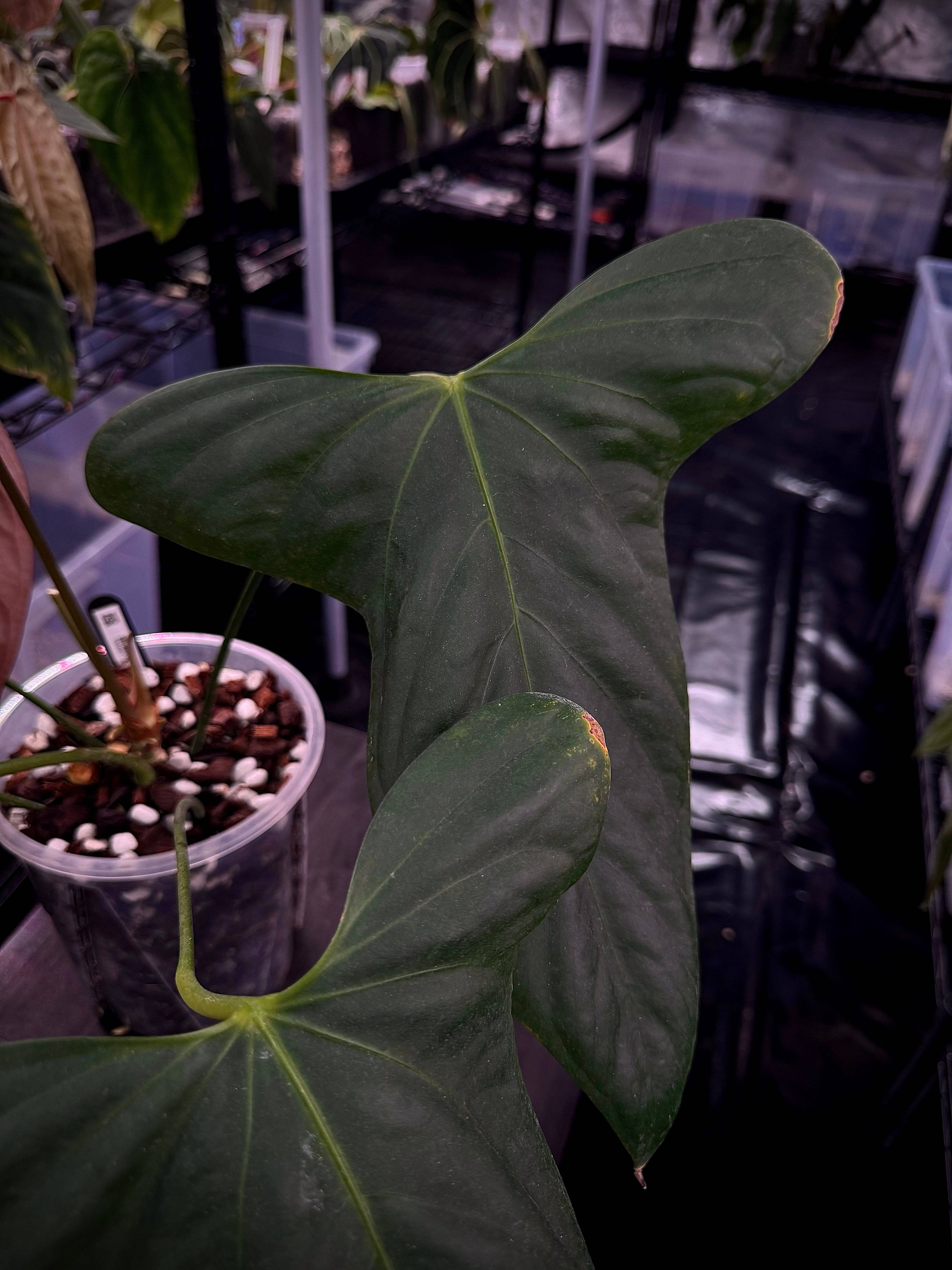 Anthurium ('Cobra' x Fort Sherman) x Indo Portillae or self - SMUKHI