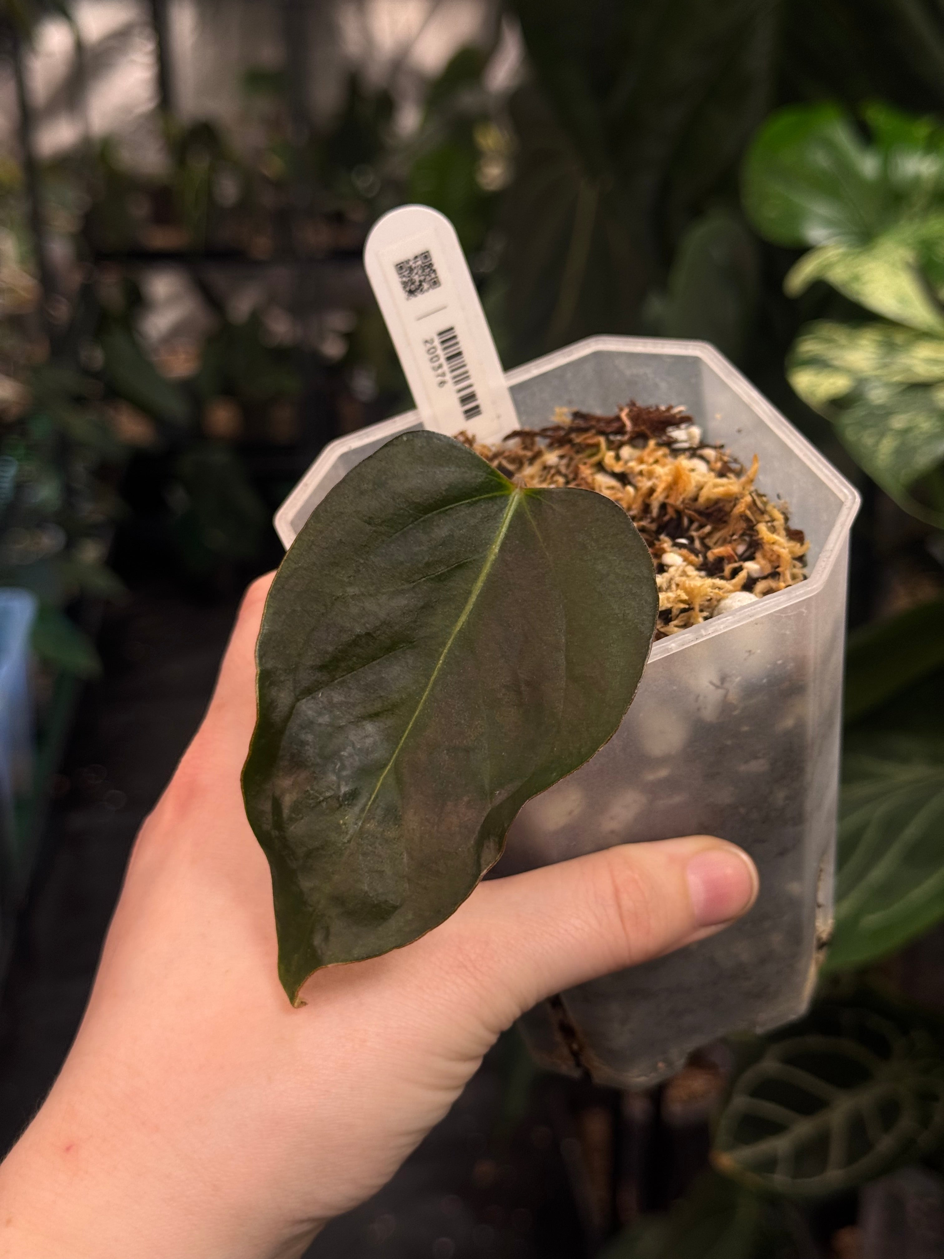 Anthurium Indo Portillae XDF x Indo Portillae - Clone