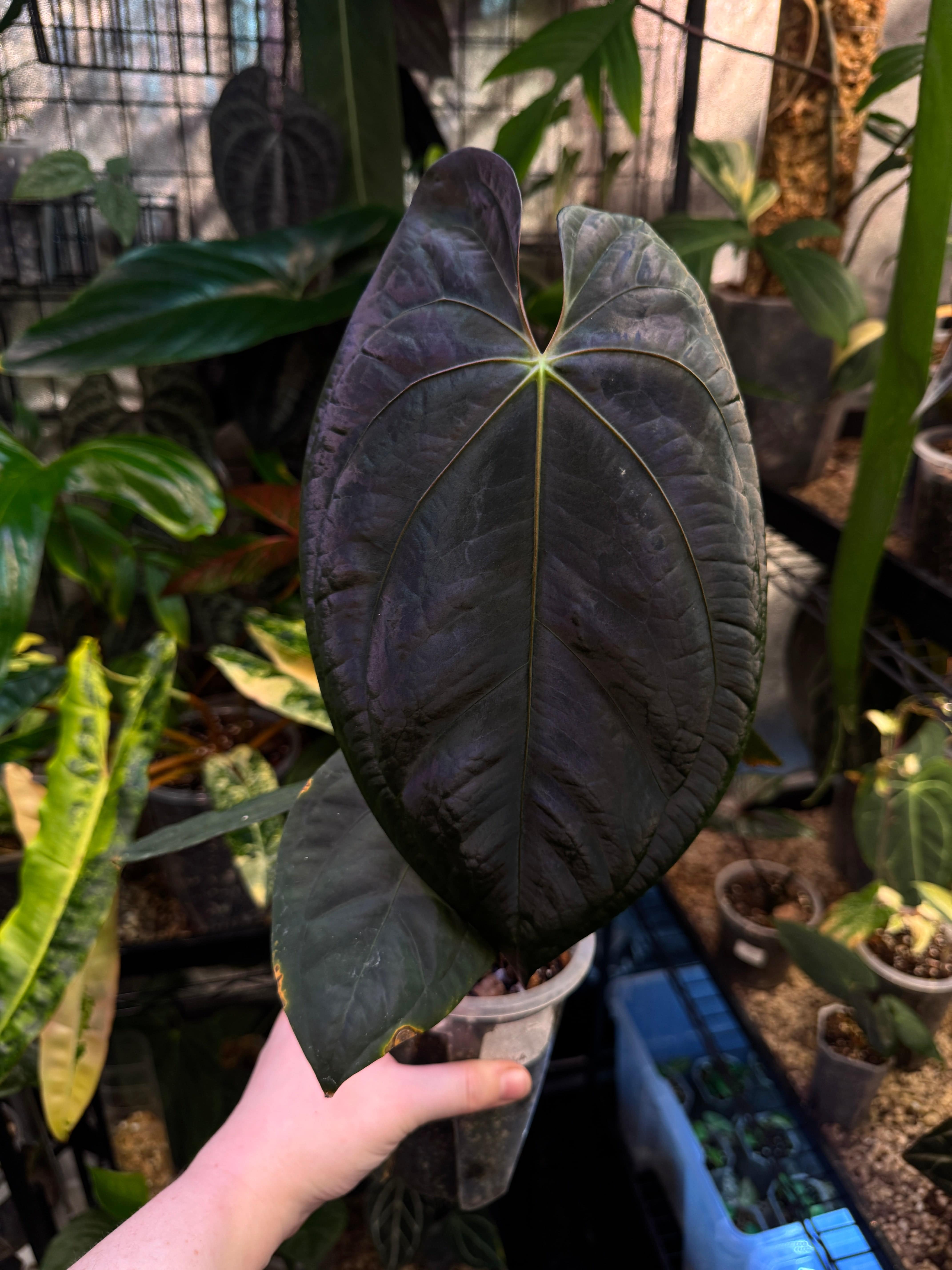 NFS: Anthurium Goliath x Dark Phoenix - SMUKHI