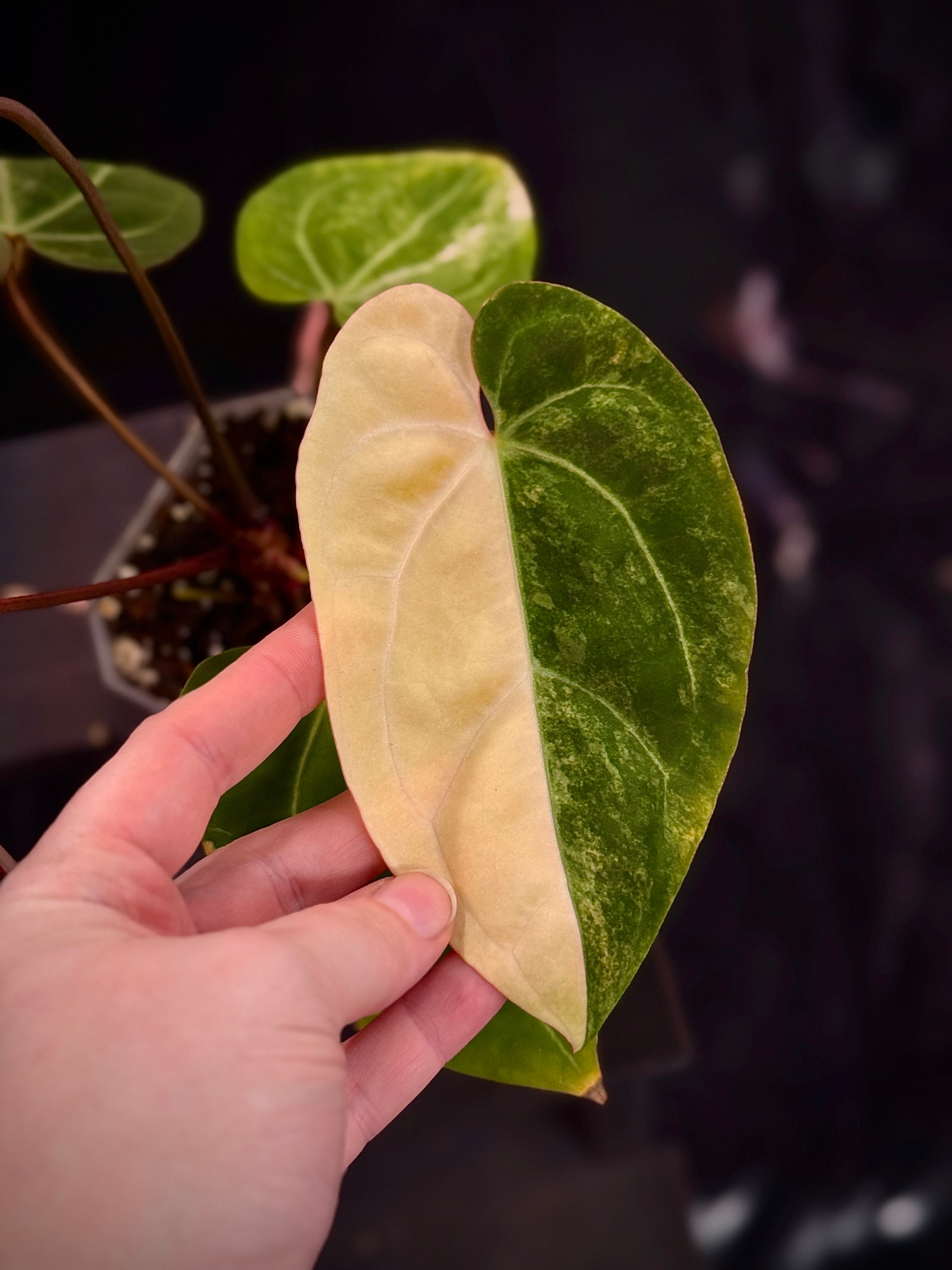 NFS: Anthurium 'Black Venom' Variegata - SMUKHI