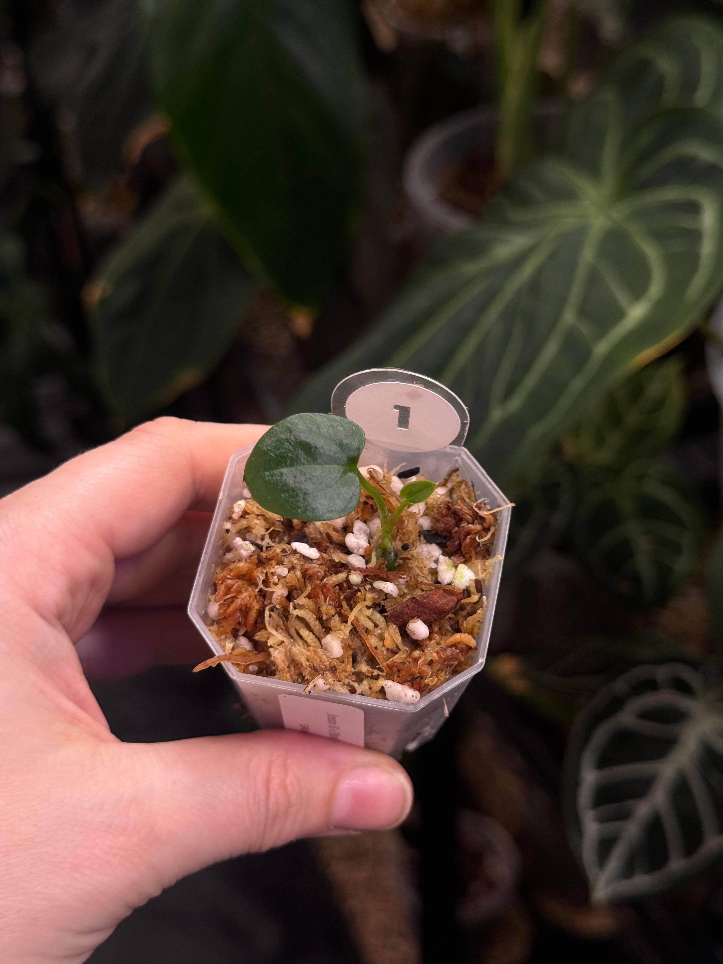 Anthurium Dressleri RG x ('Black' x RG F2 Dark)