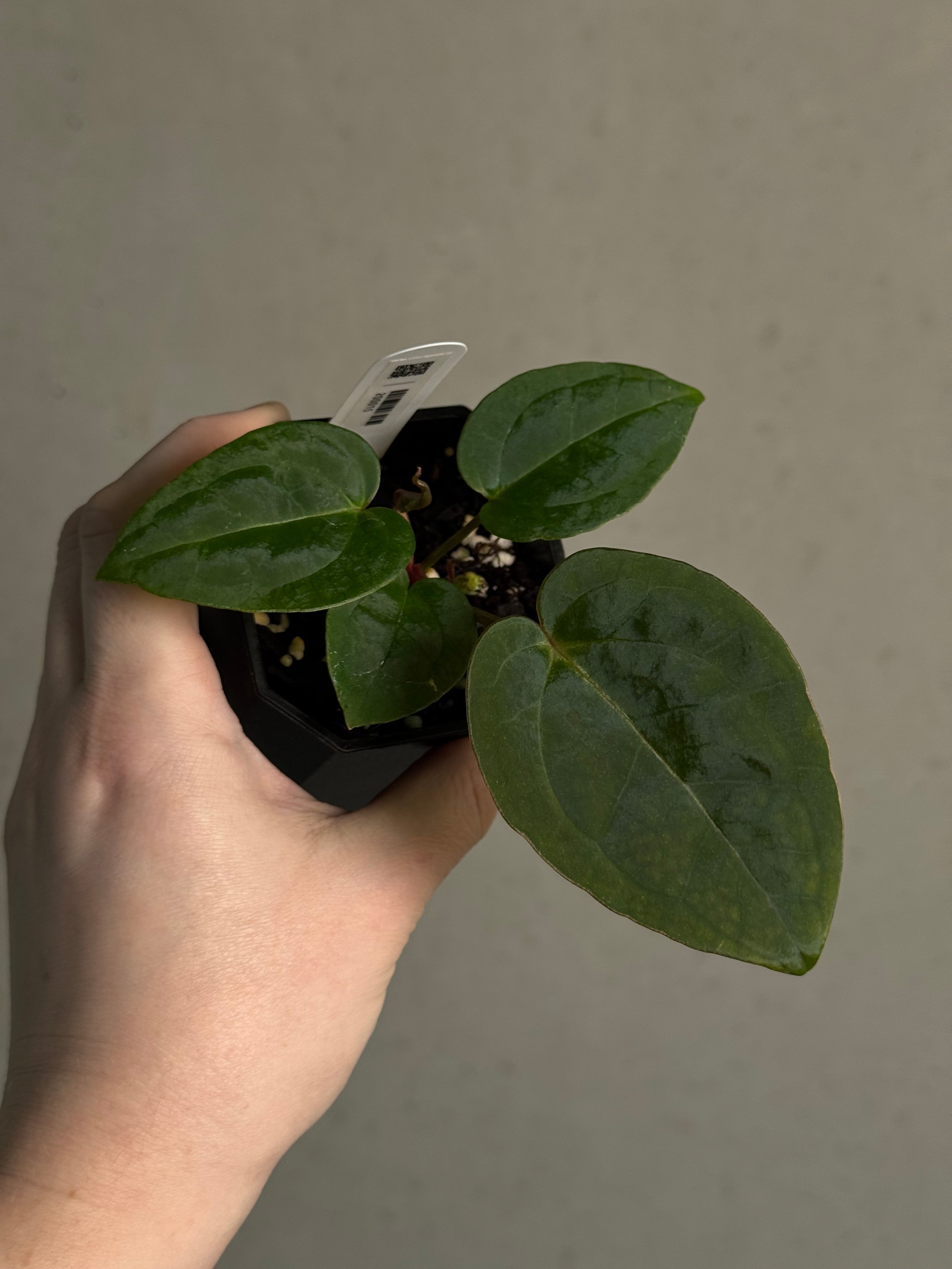 Anthurium 'Carbon' (Black Muscle x Michelle) - SMUKHI