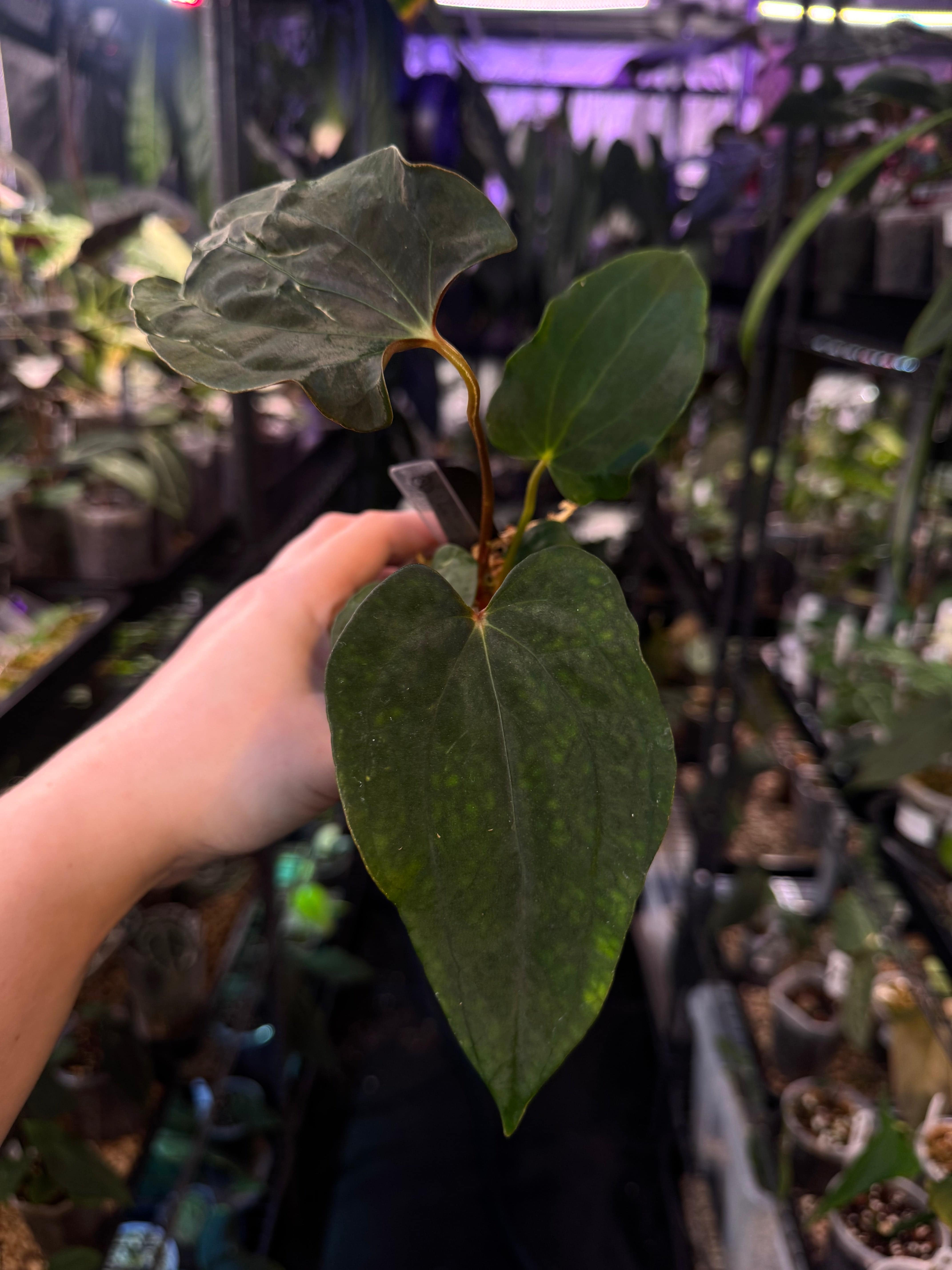 NFS: Anthurium Ralph Lynam x Fort Sherman - SMUKHI