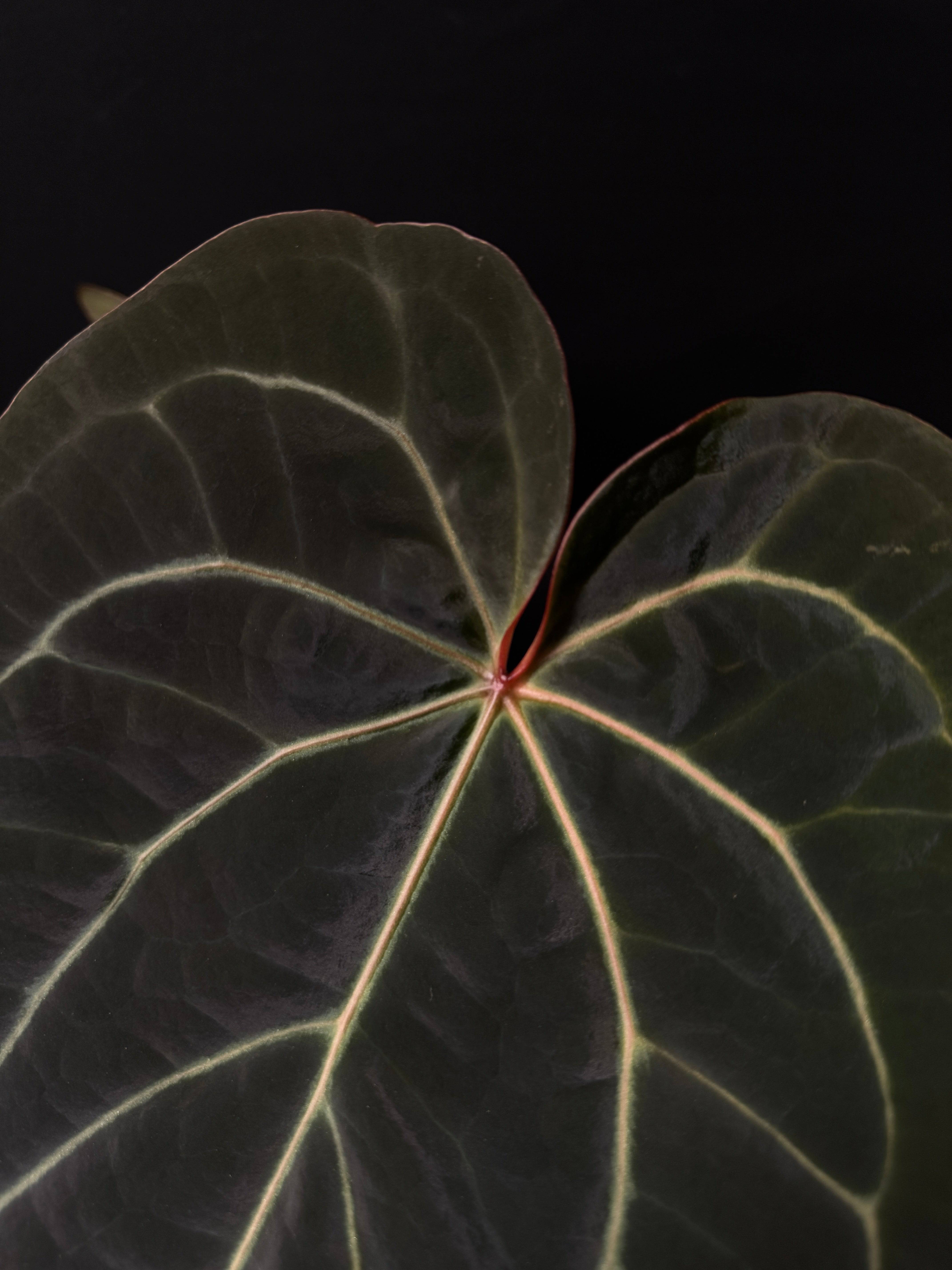 Anthurium Michelle '1' x Zara '52' - SMUKHI