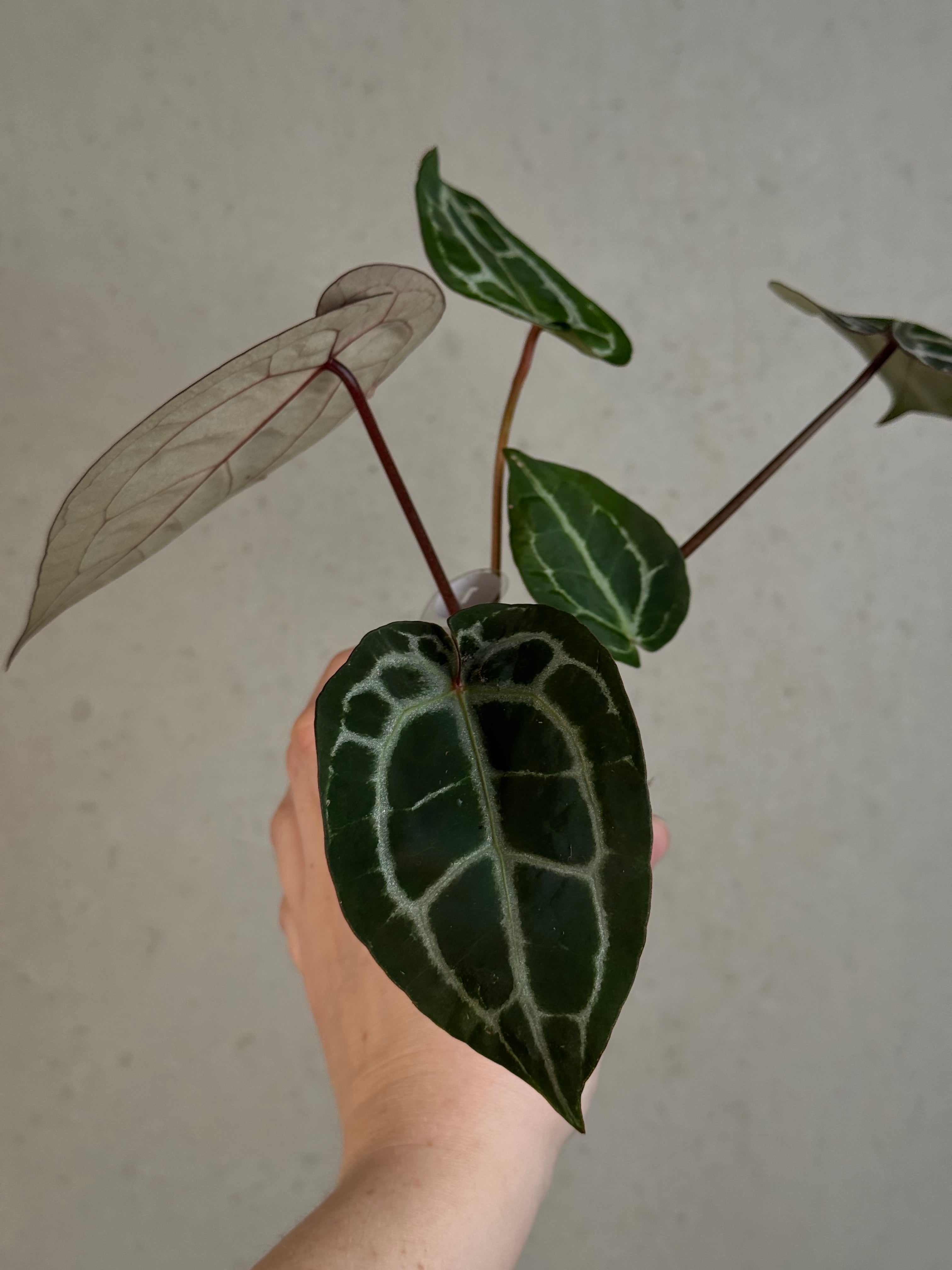 Anthurium DocBlock Michelle
