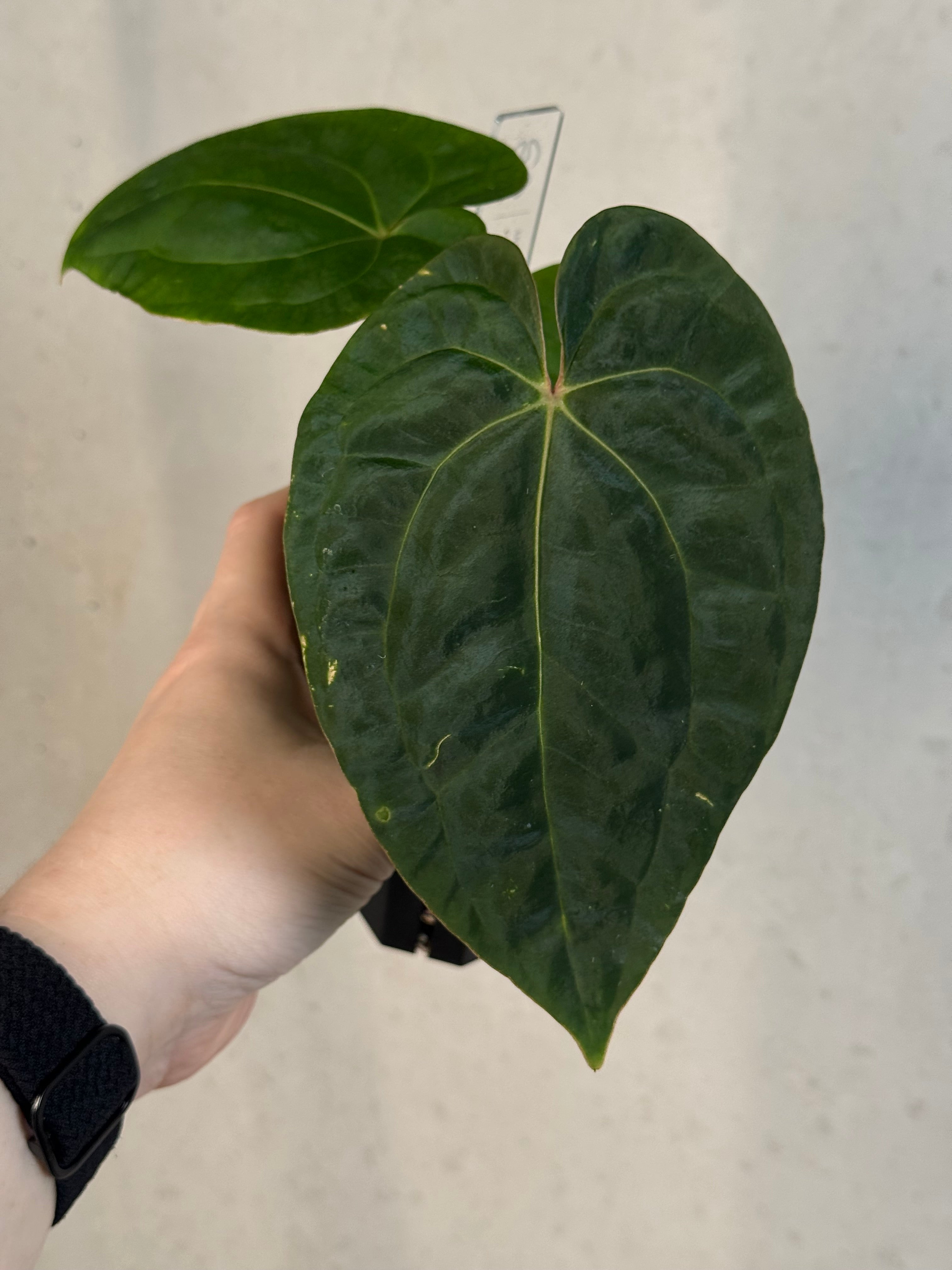 Anthurium Papillilaminum 'Guna Yala' x Luxurians