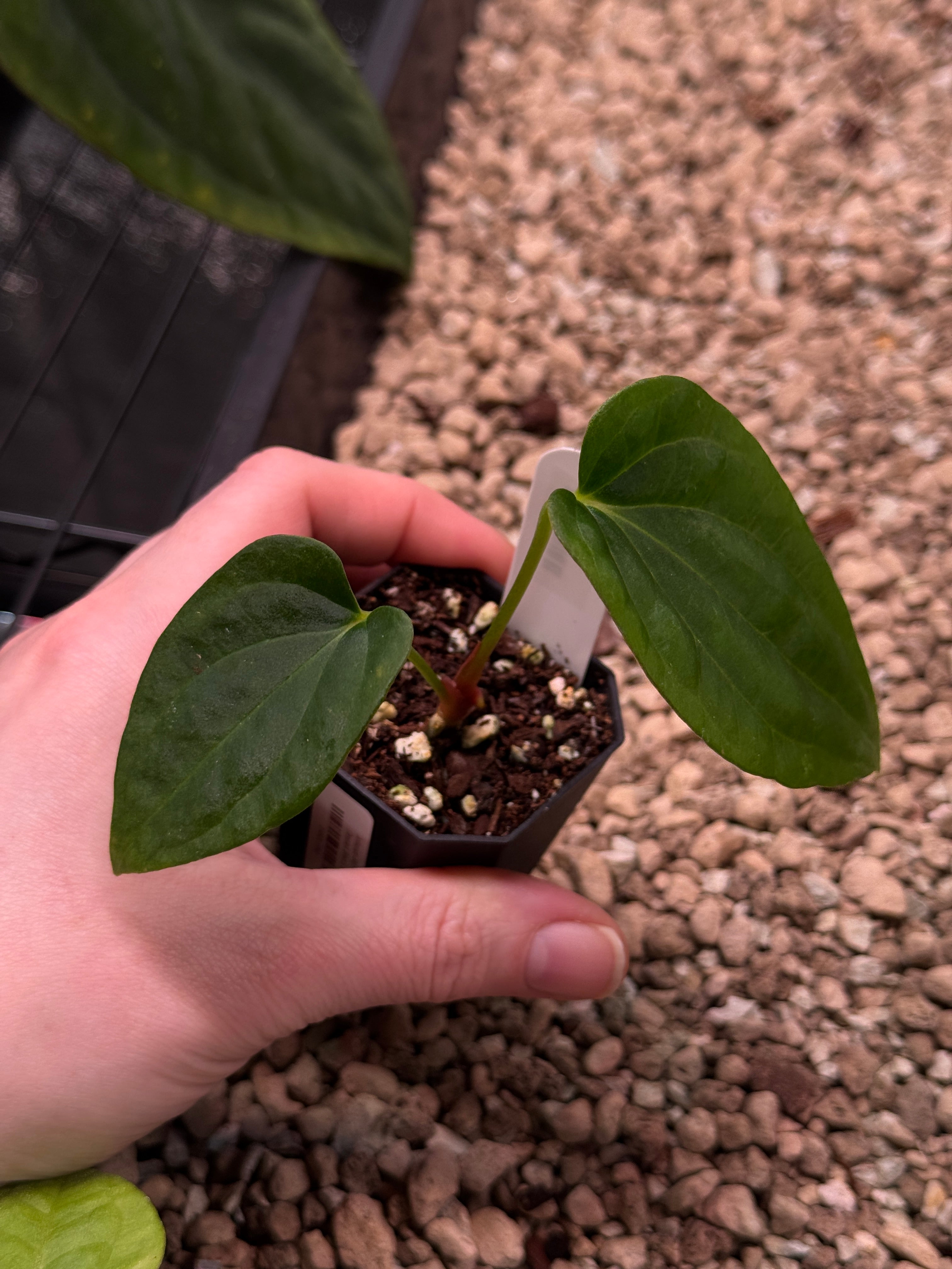 Anthurium BVEP (WU1 x 'Oliver') x 'Supernova'
