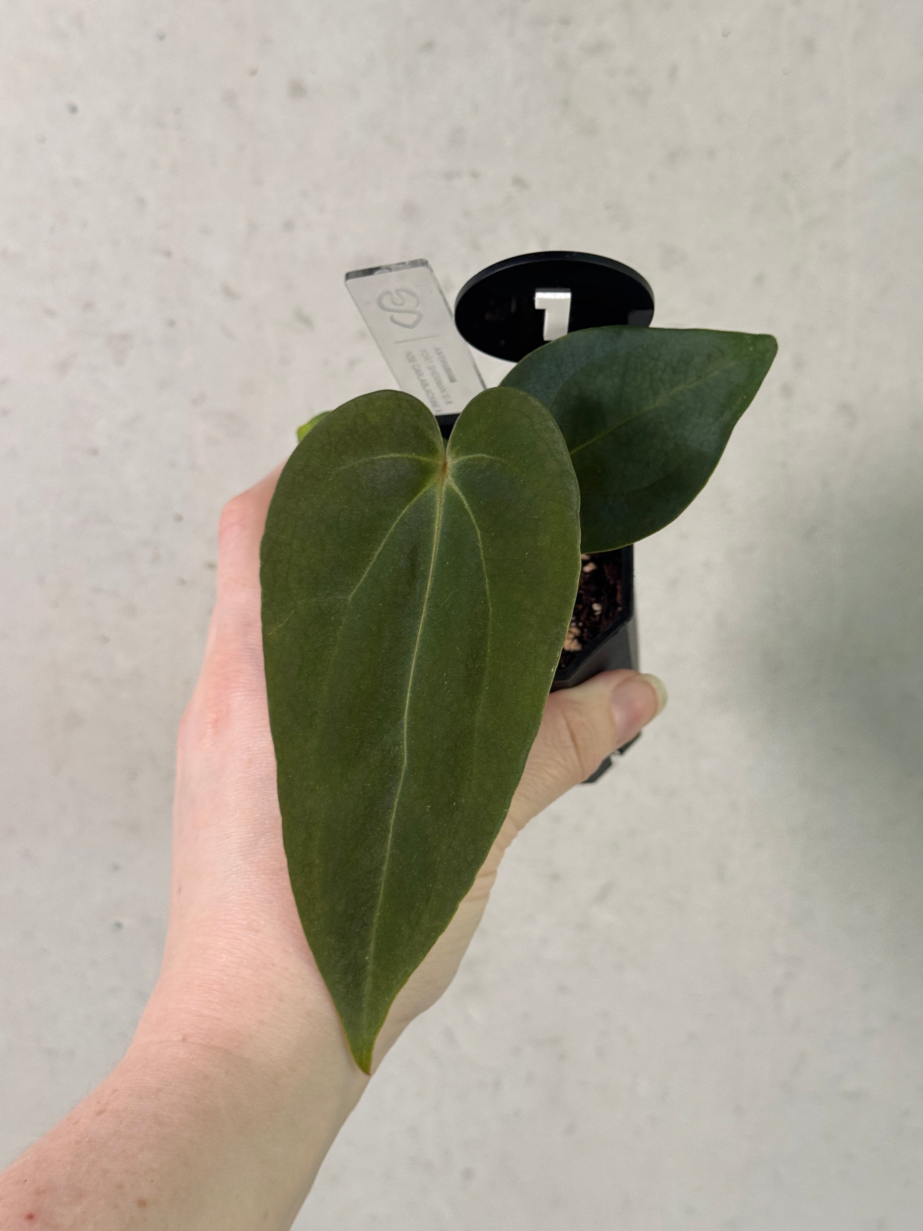 Anthurium Fort Sherman S1 x Carlablackiae x