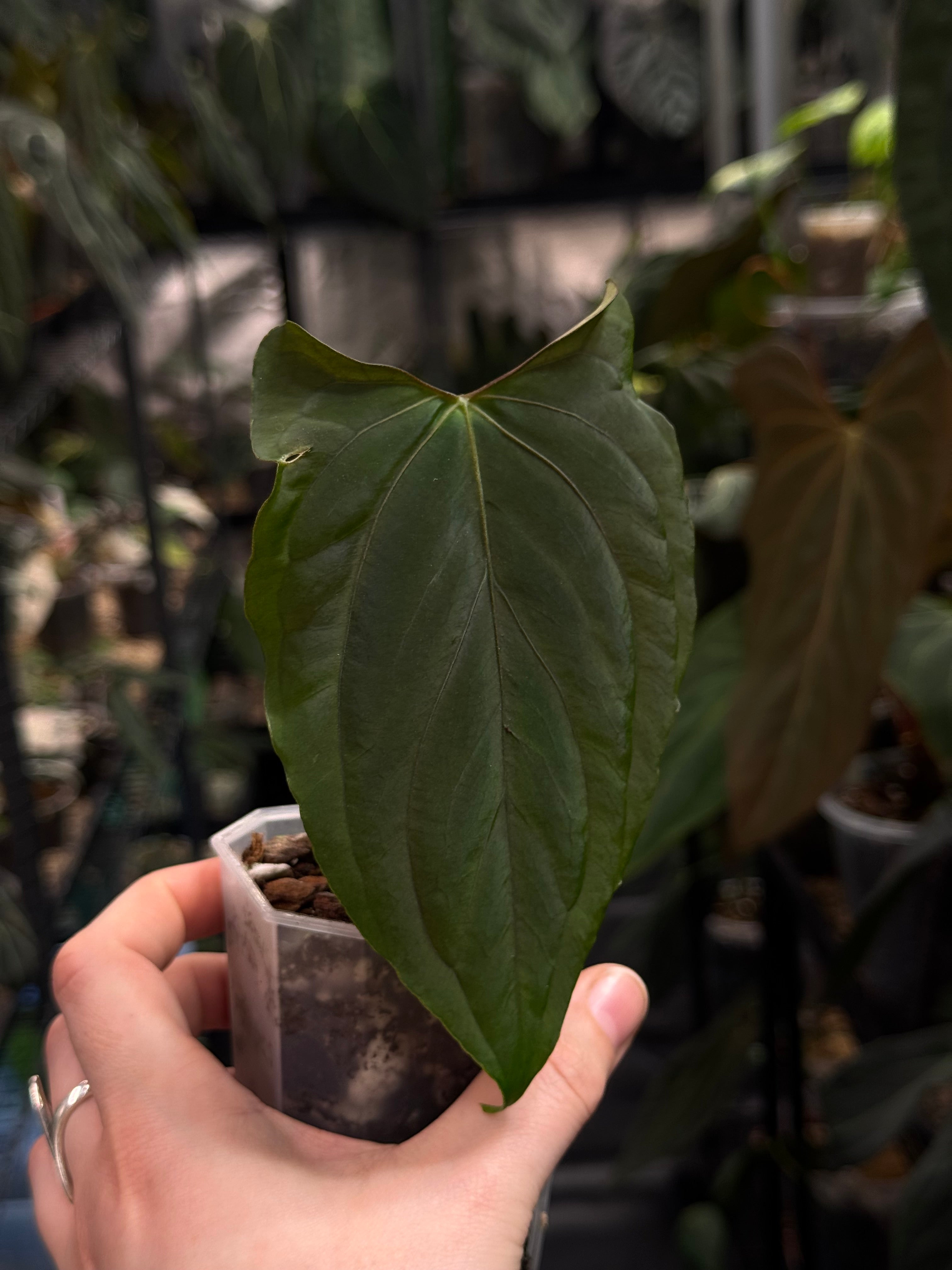 NFS: Anthurium Ralph Lynam x self