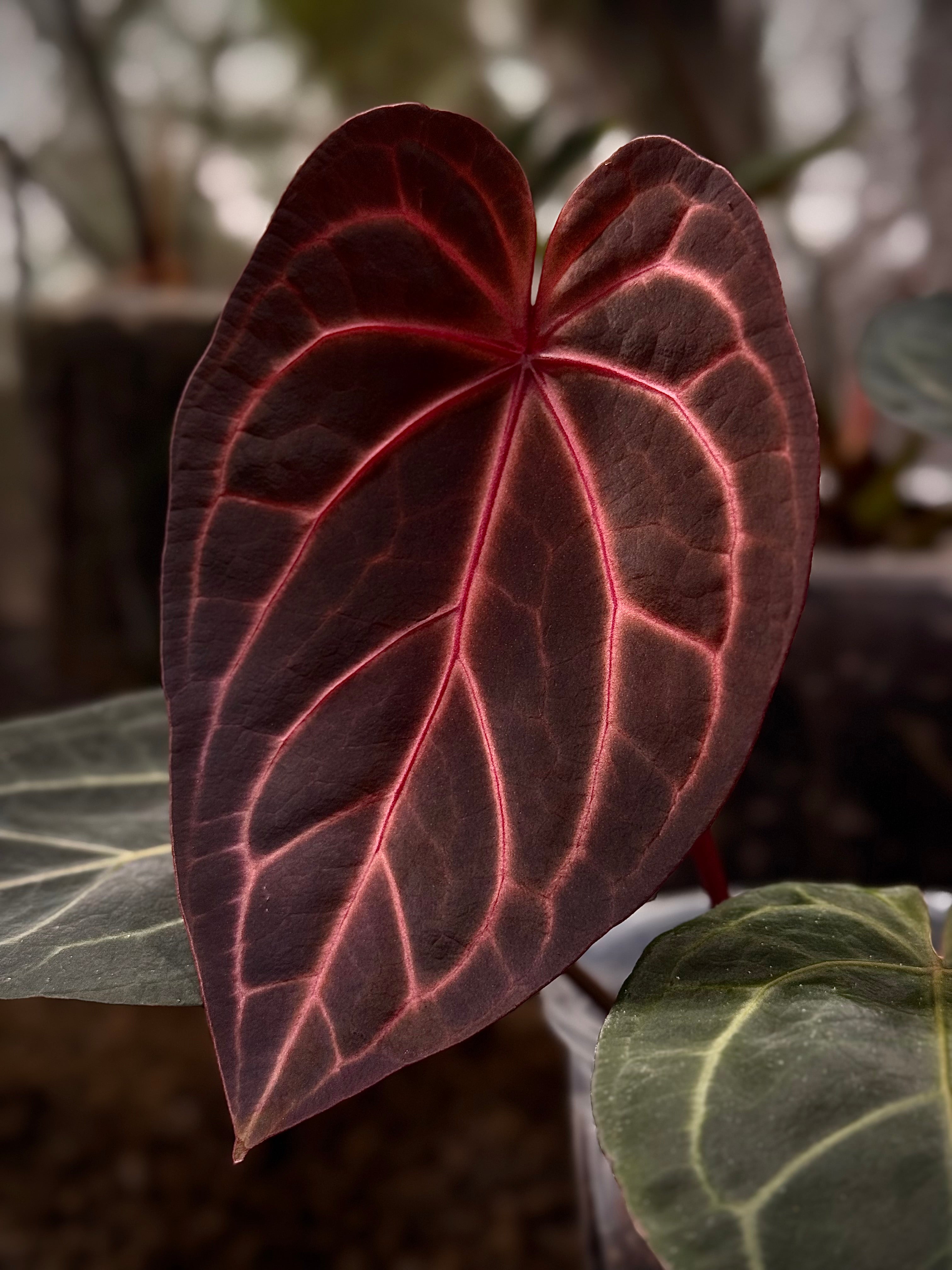 NFS: Anthurium Home, Sweet Home '32' x Red Velvet Cake '24' - SMUKHI