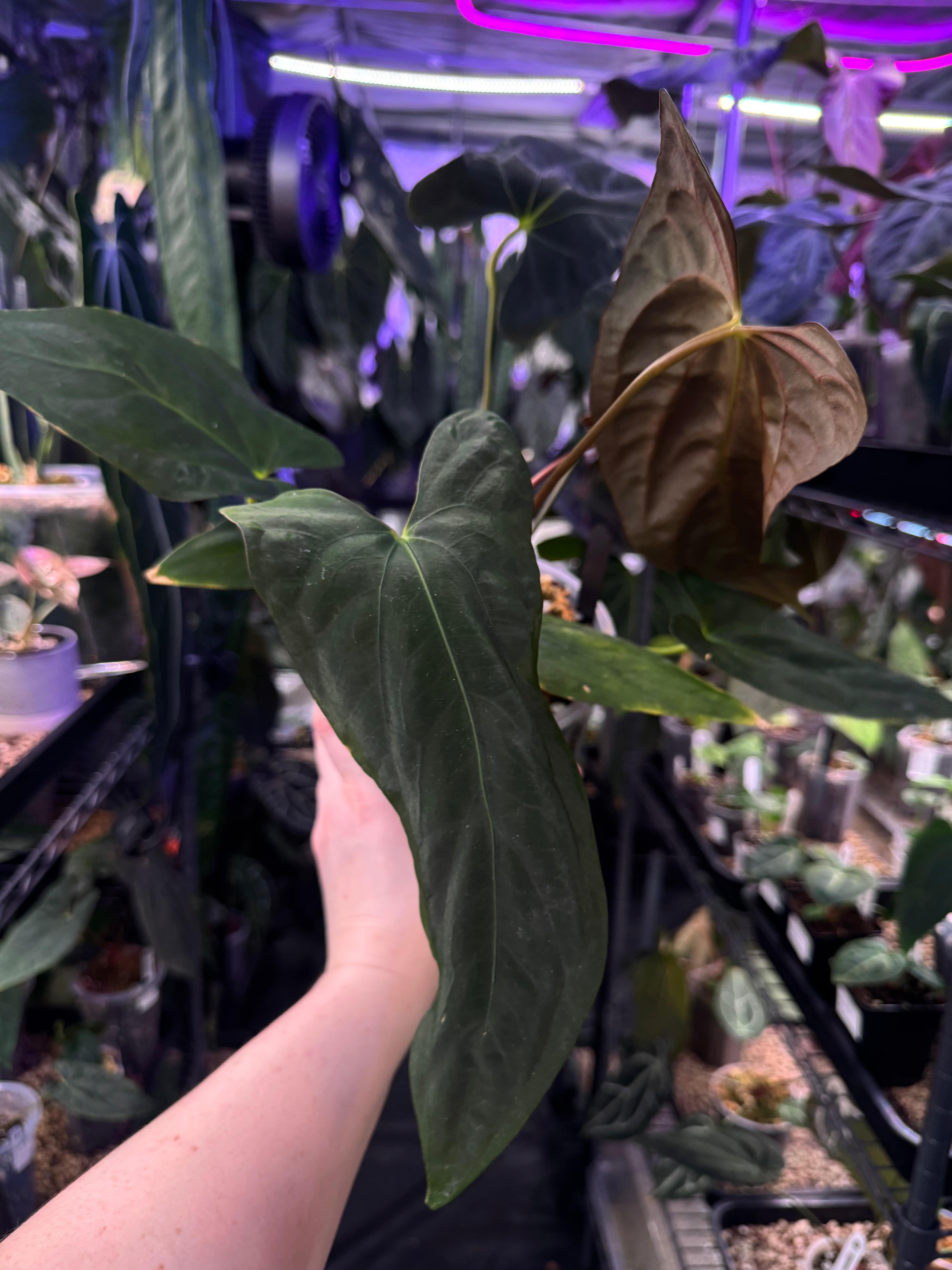 NFS: Anthurium Fort Sherman - SMUKHI