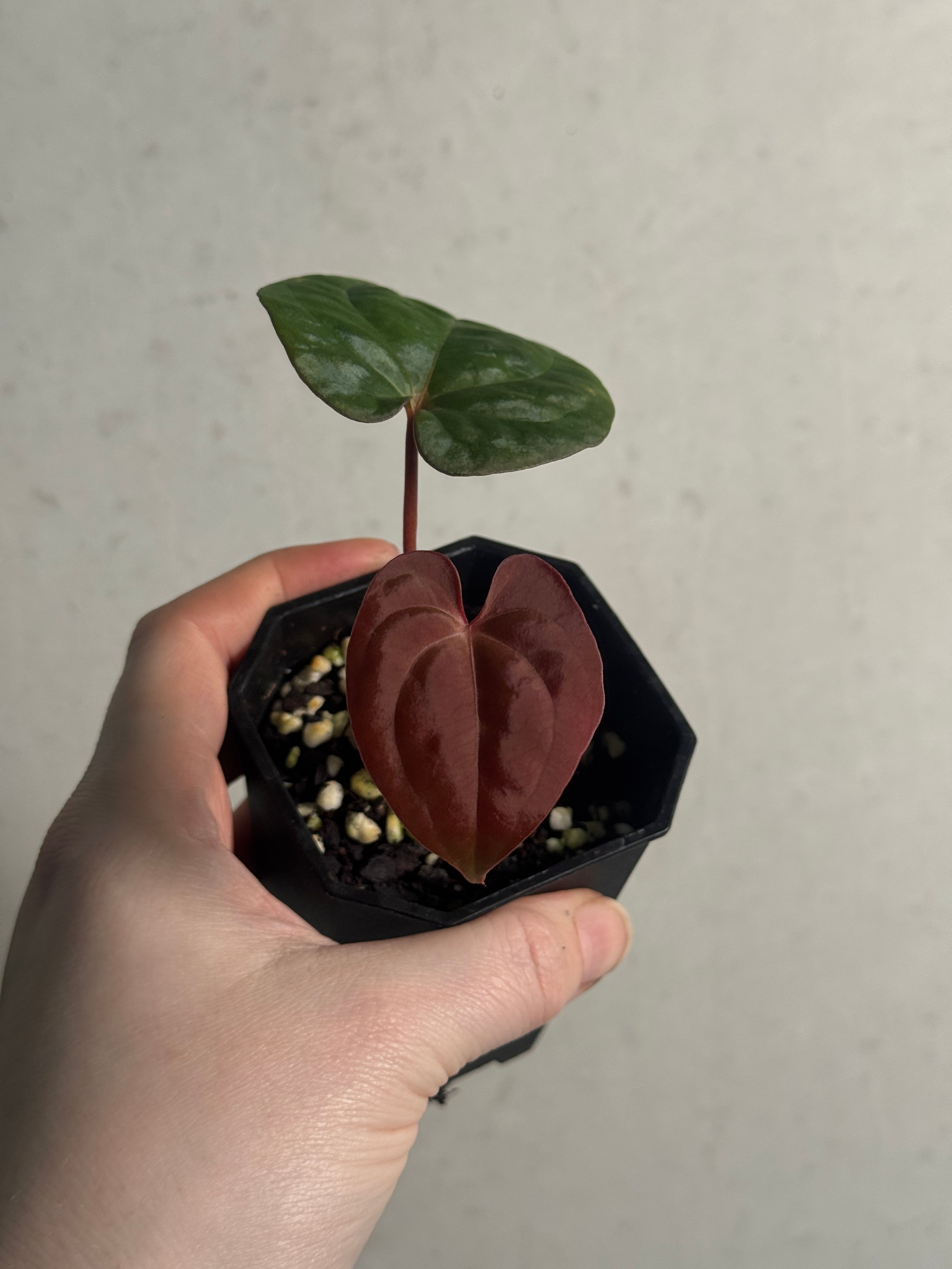 Anthurium Papillilaminum RA4 S1 x 'Vanderbilt' - Clone - SMUKHI