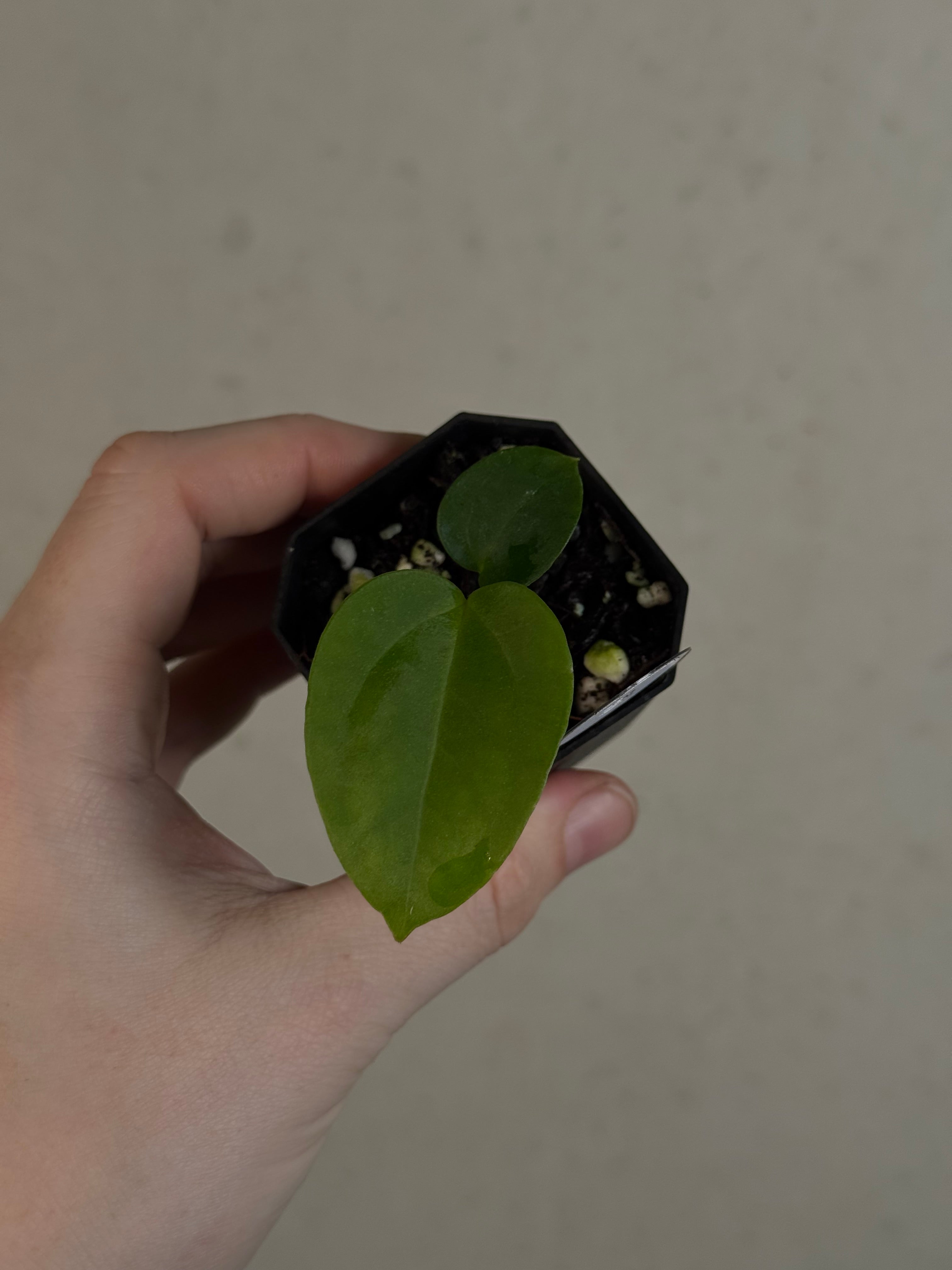 Anthurium Singapore Trilobe x Carlablackiae ‘JPG.1’