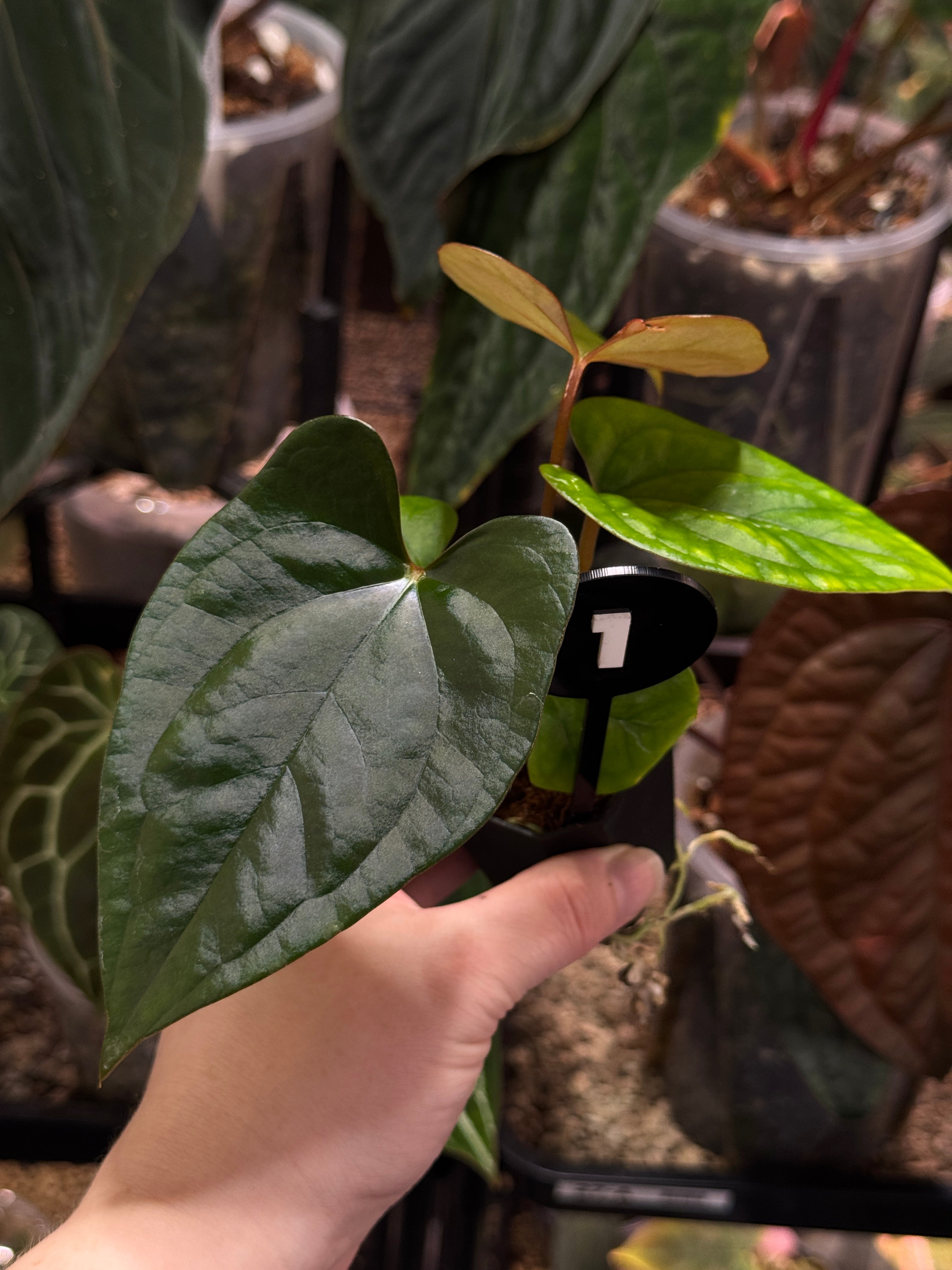 Anthurium (Dark Phoenix x Goliath) x (sp. Napo x Luxurians)