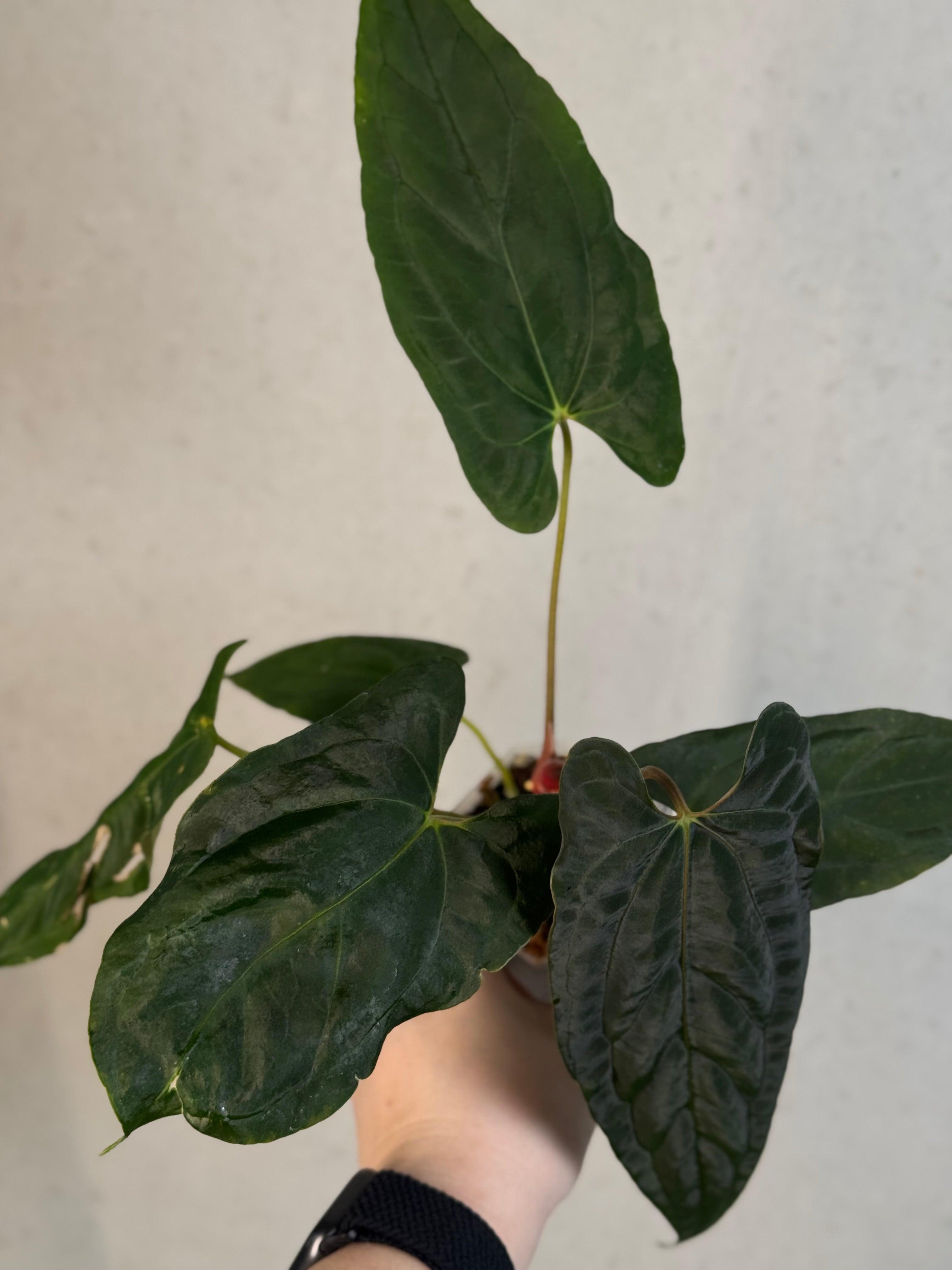 NFS: Anthurium Fort Sherman x Ralph Lynam S1