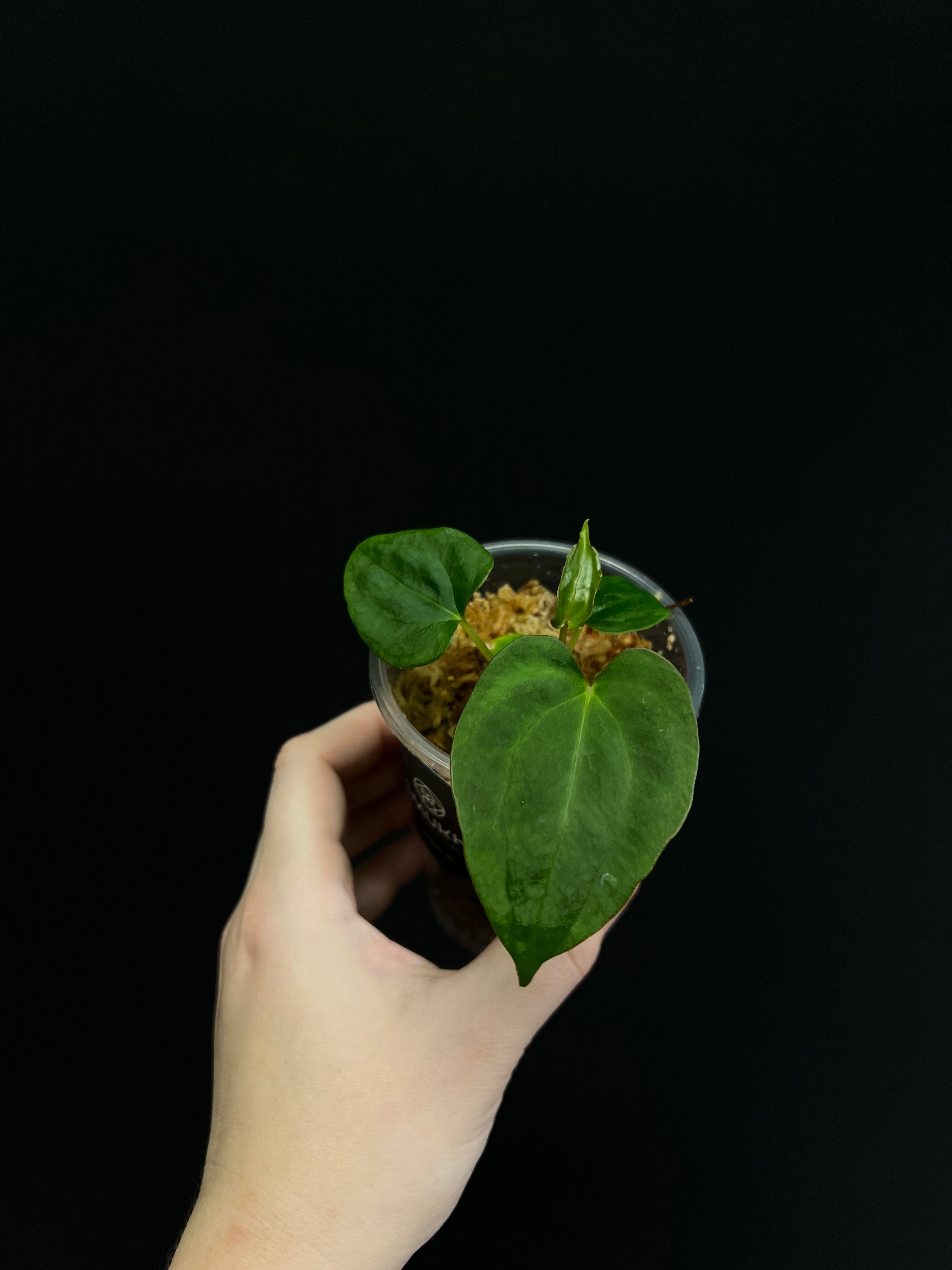 Anthurium Blue Papillilaminum