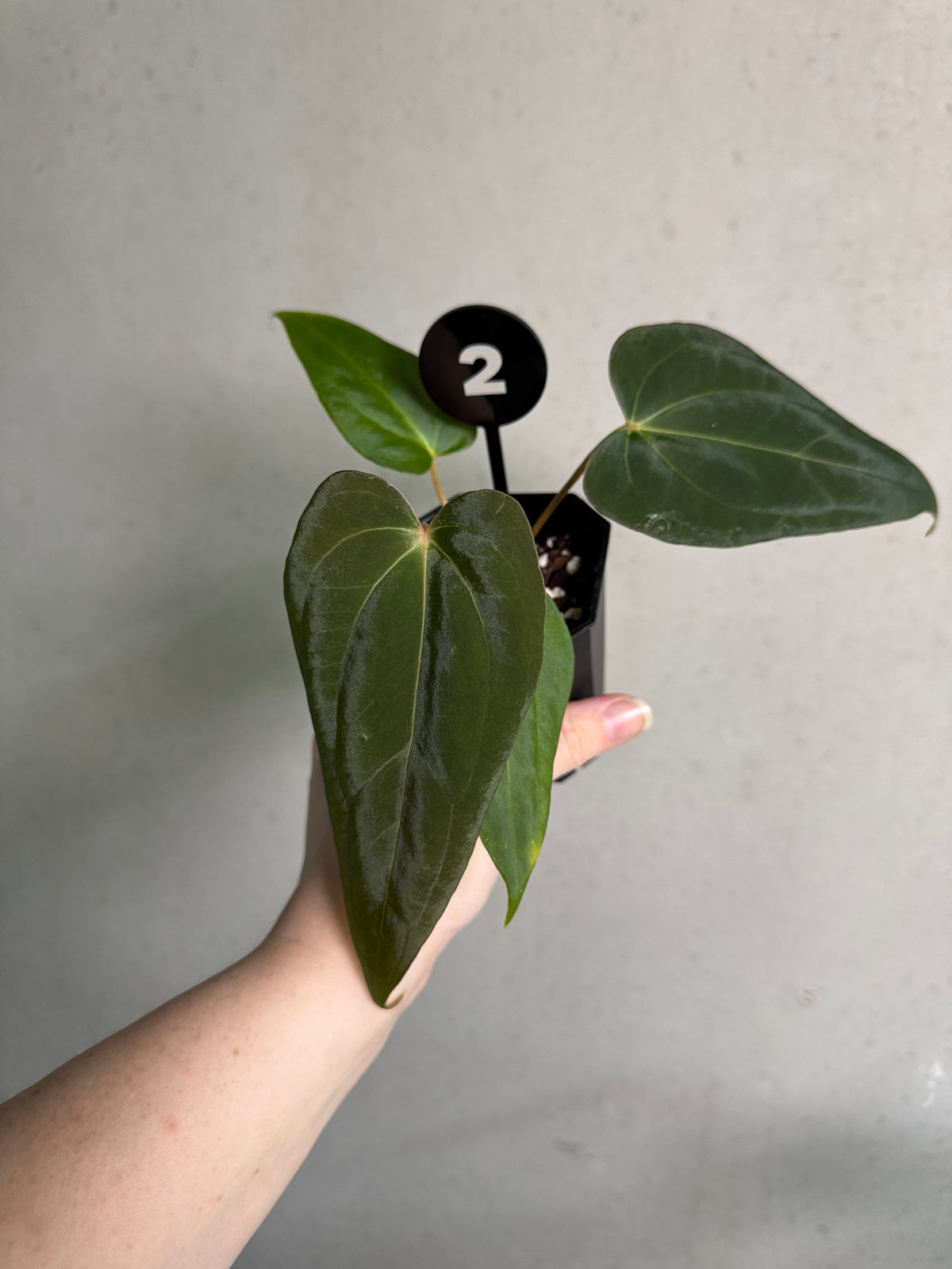 SMUKHI Anthurium Fort Sherman S1 x Carlablackiae plant with vibrant dark green and black foliage, shown in a lush indoor setting.
