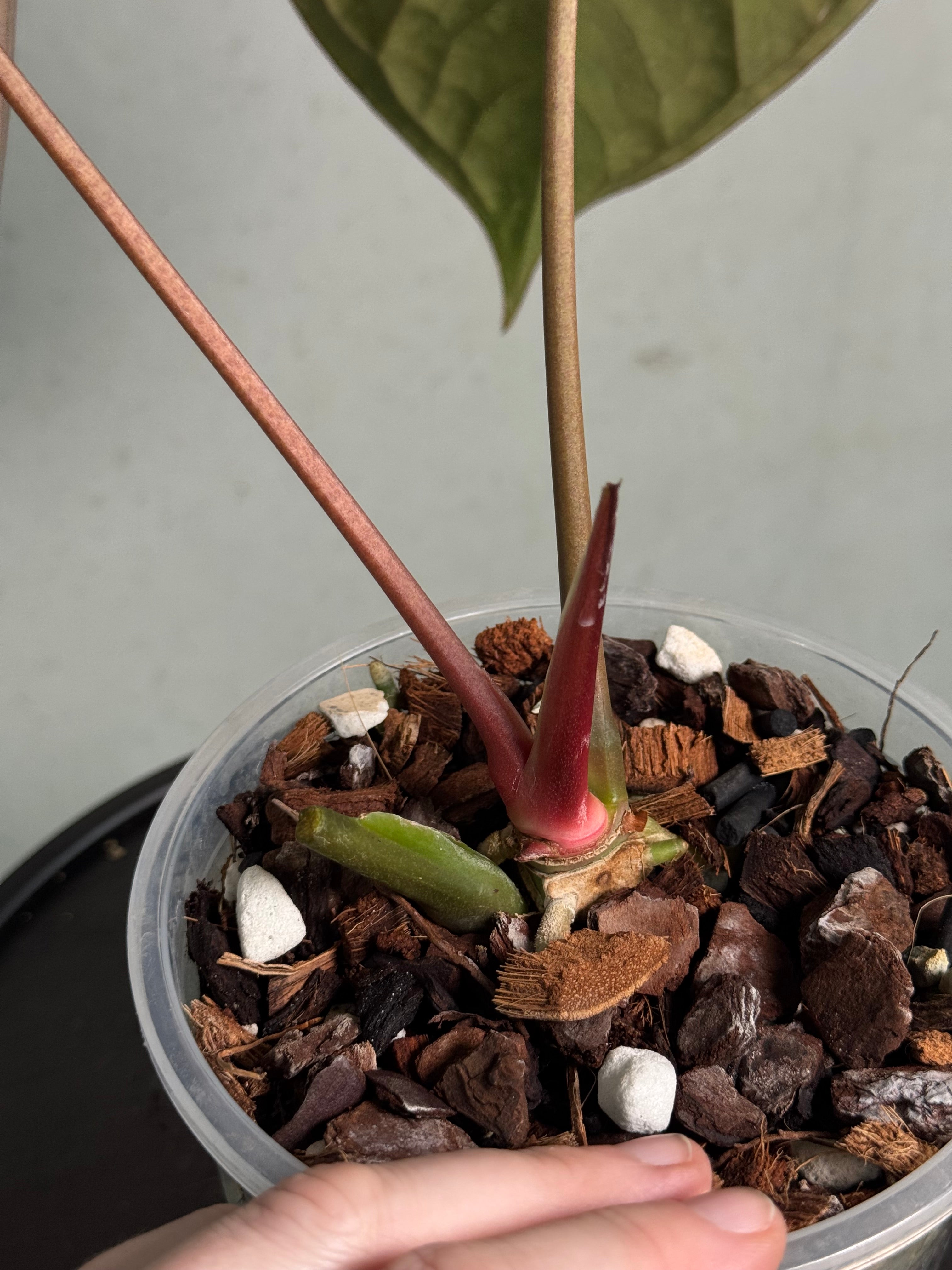 Anthurium Ace of Spades Dark Form x Papillilaminum 'Incurved lobes' - Clone - SMUKHI