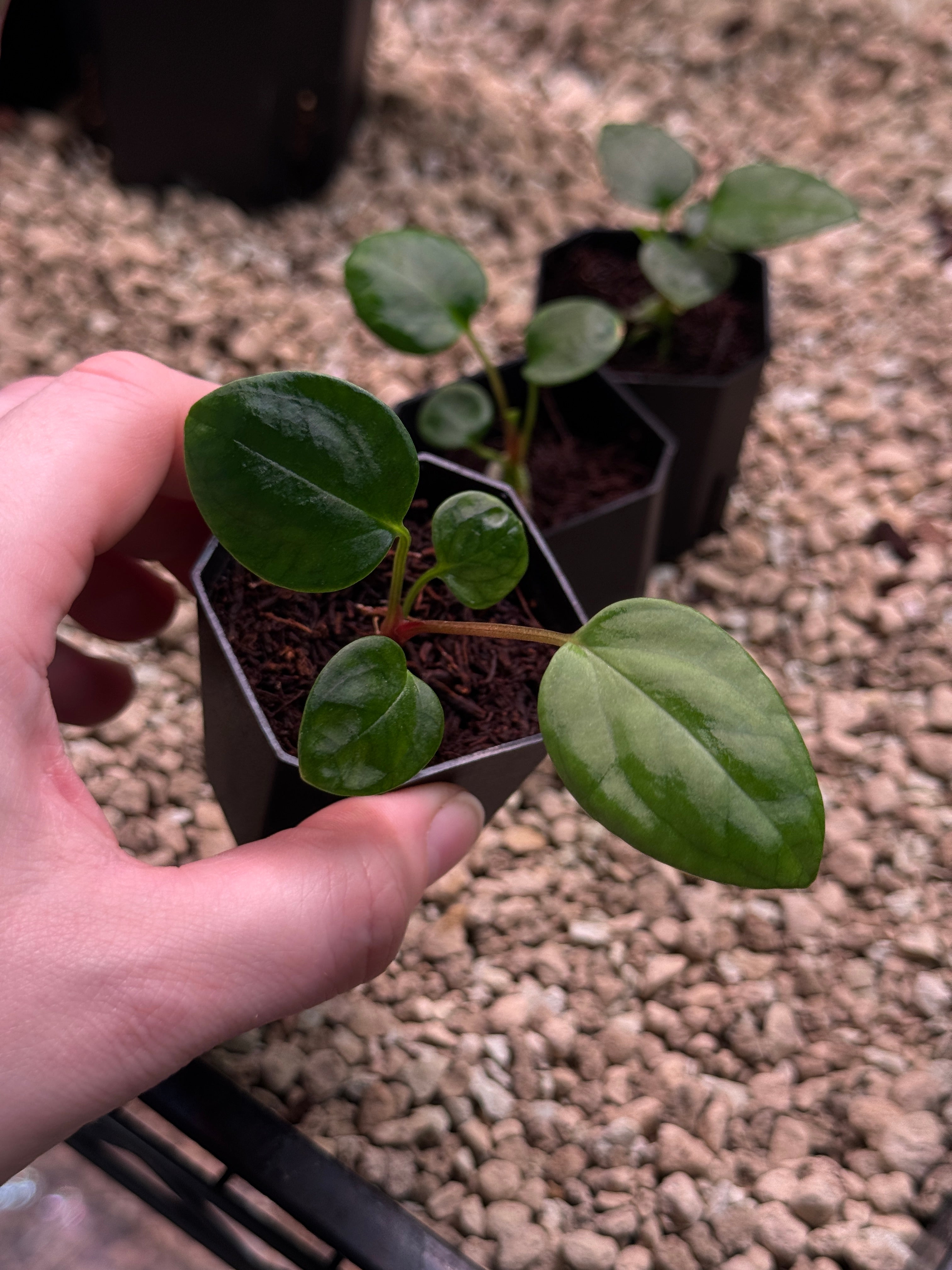 Anthurium Mr. Worldwide x Portillae ‘Dorito’