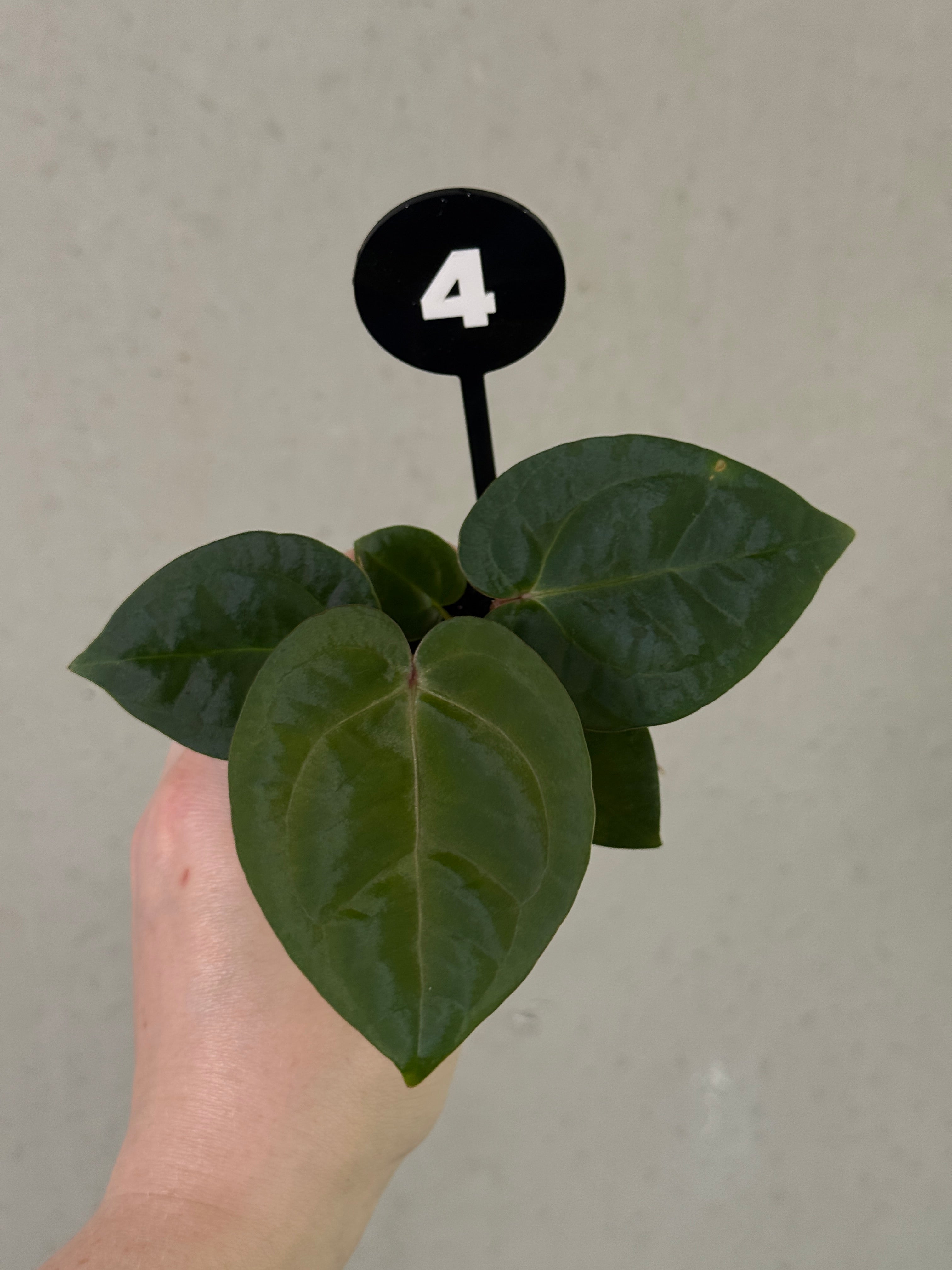 Anthurium Michelle x (?) / RVDP