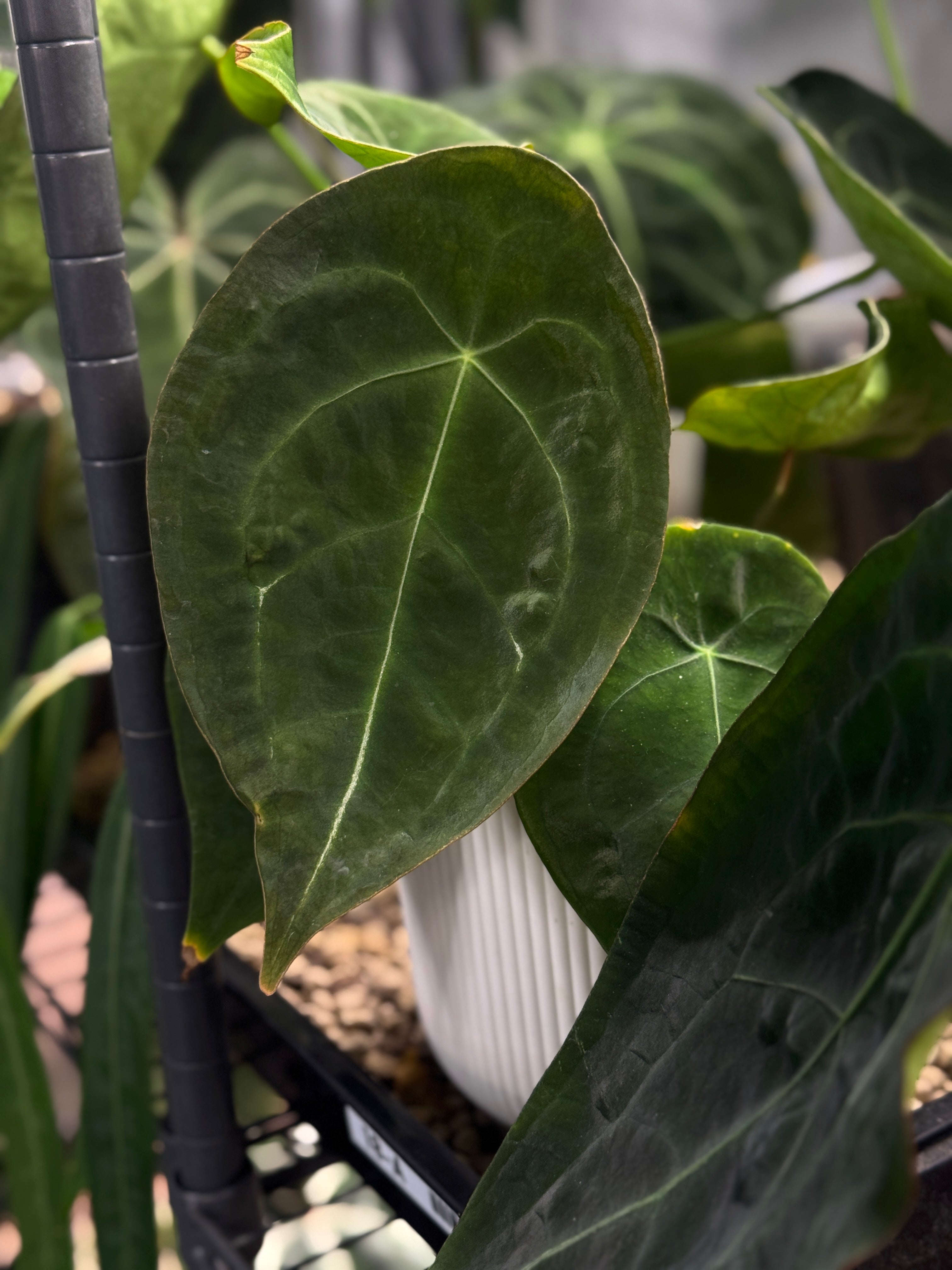 NFS: Anthurium Forgetii Dark Form (Tezula)