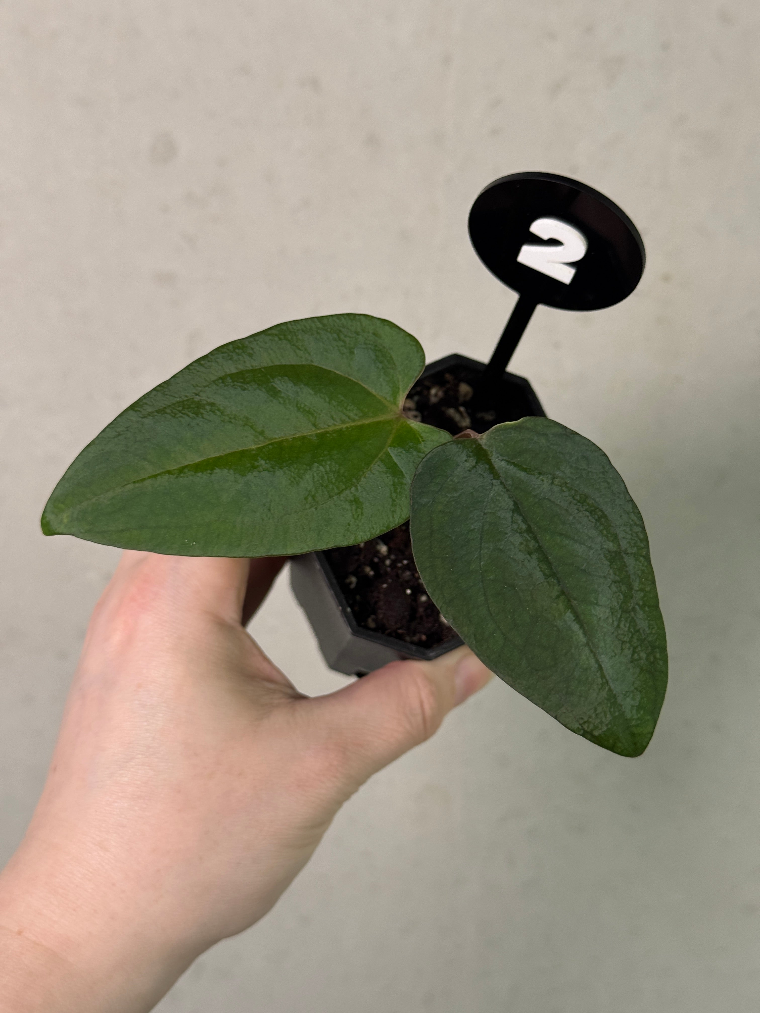 Anthurium Ace of Spades Dark Form x Portillae ‘Dorito’ - Clone
