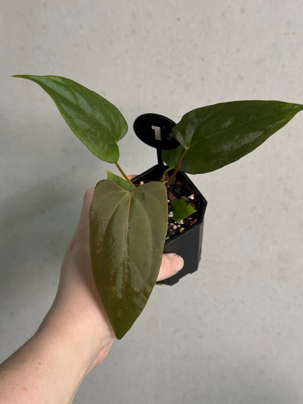 Crystallinaminum Anthurium sp. Nov DF plant with glossy green leaves and distinctive foliage, shown in a close-up image.