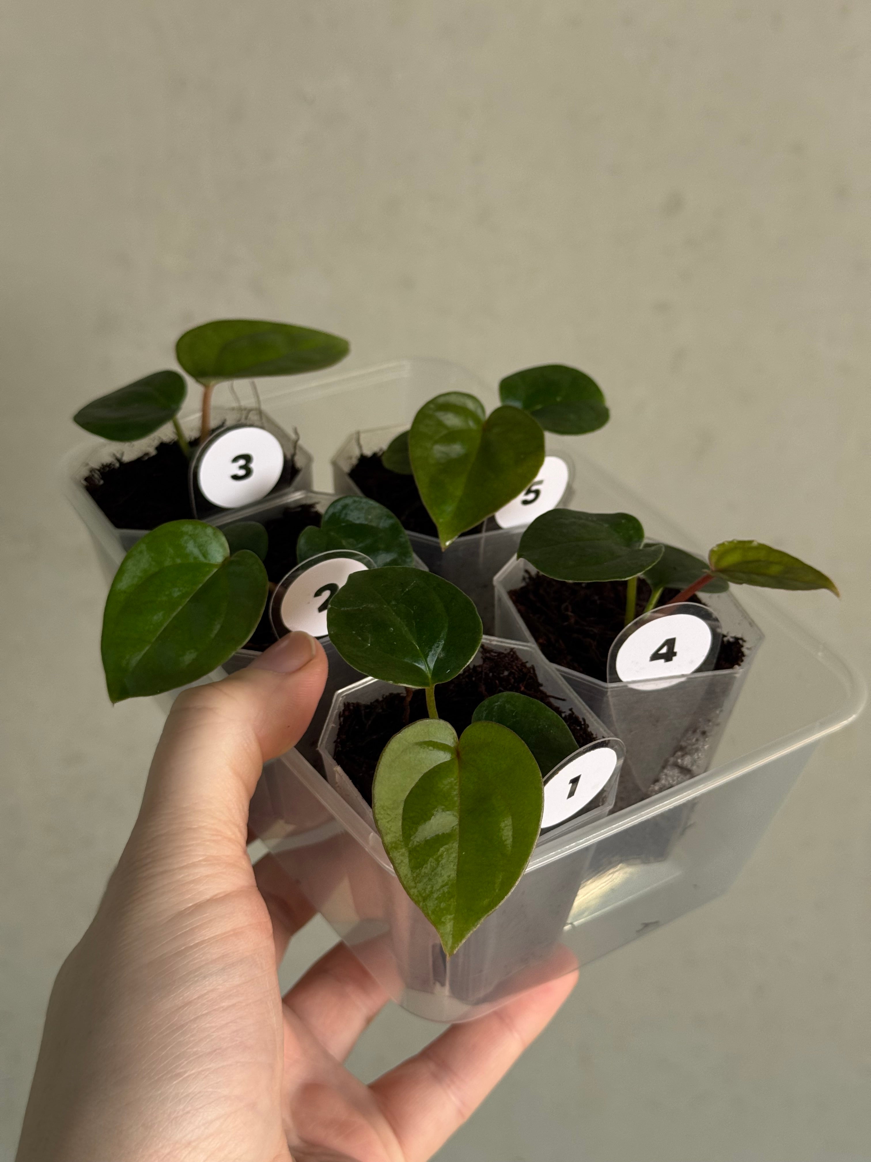 Anthurium Michelle x Luxurians - SMUKHI