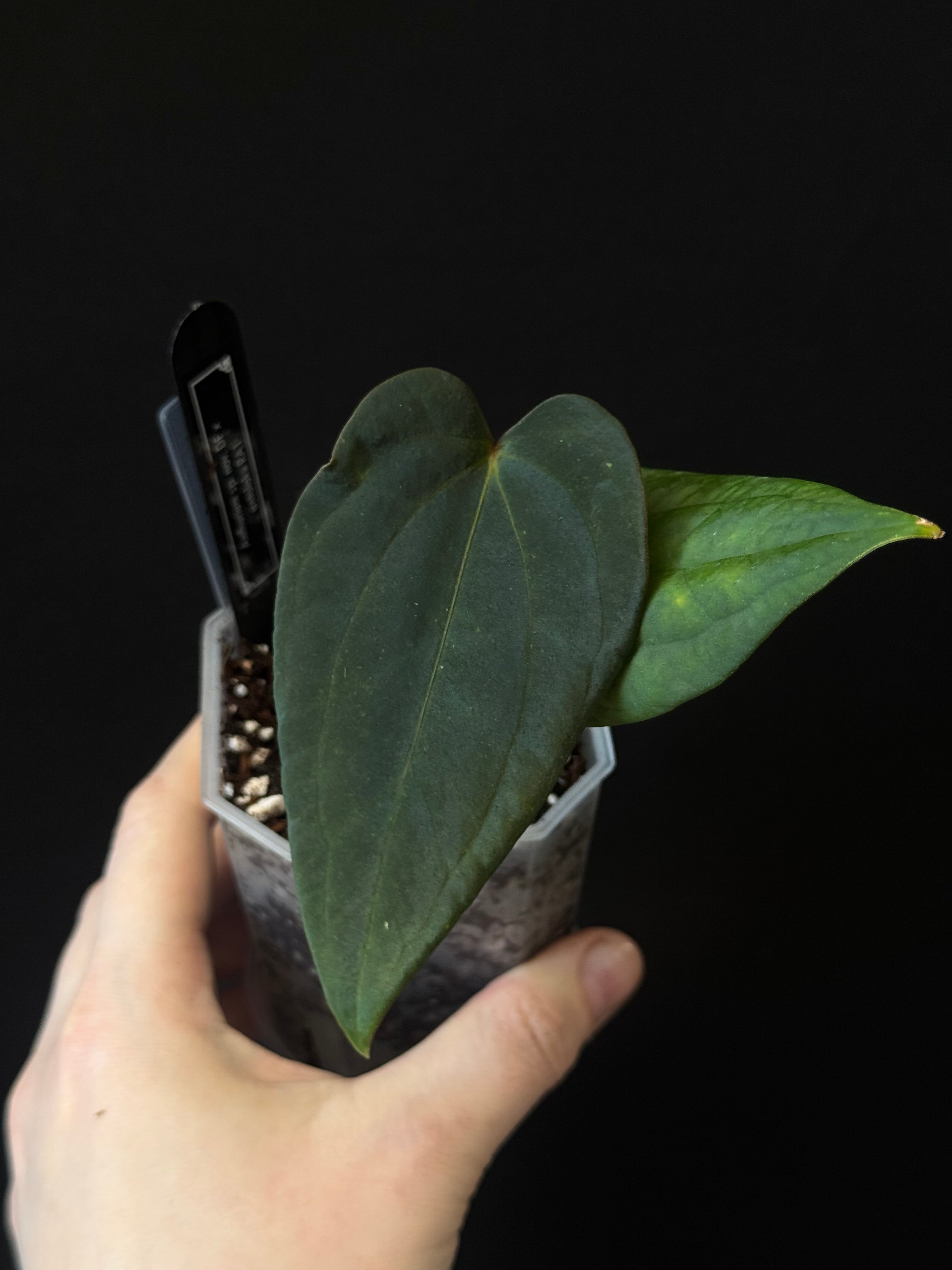 Anthurium sp. Nov DF x Antolakii (BVEP) RA1