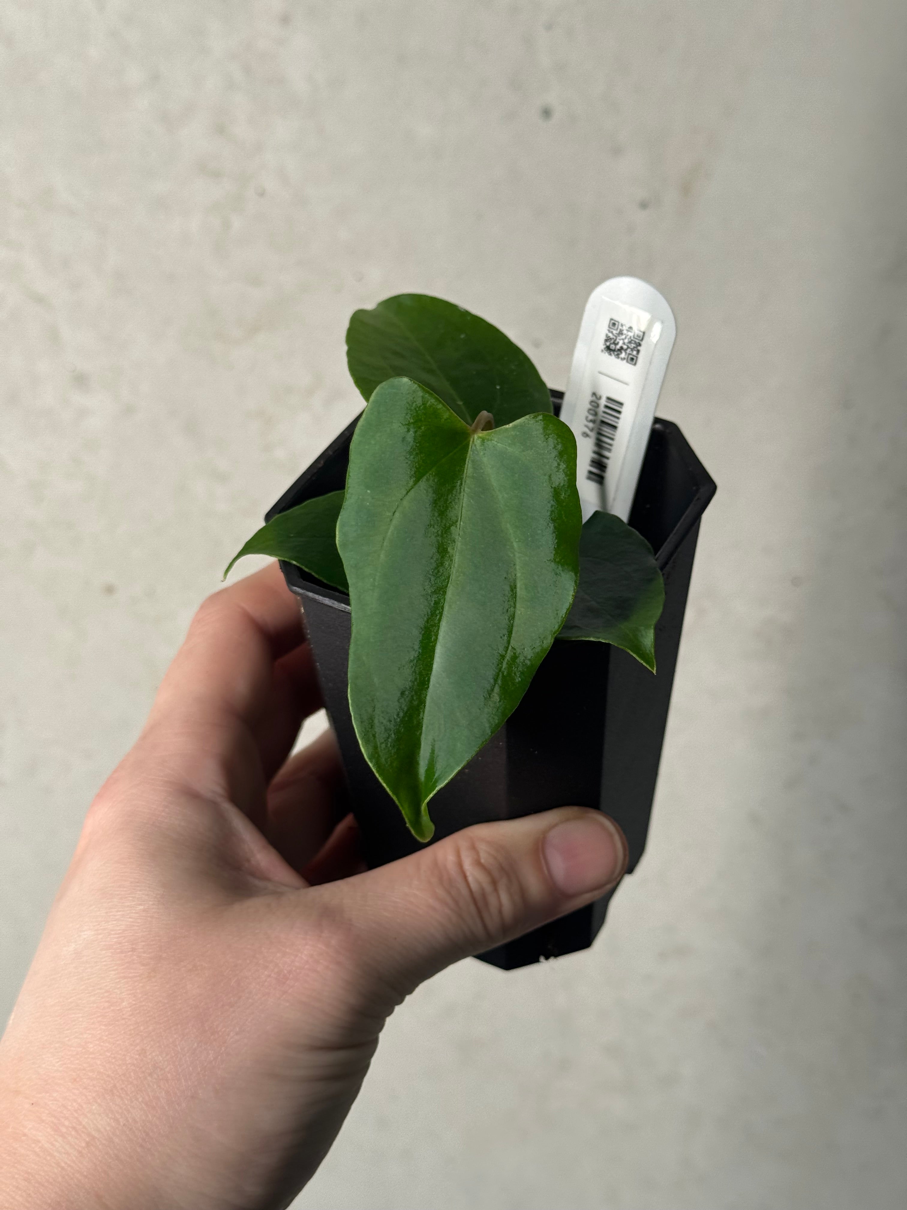 Anthurium Ralph Lynam x self